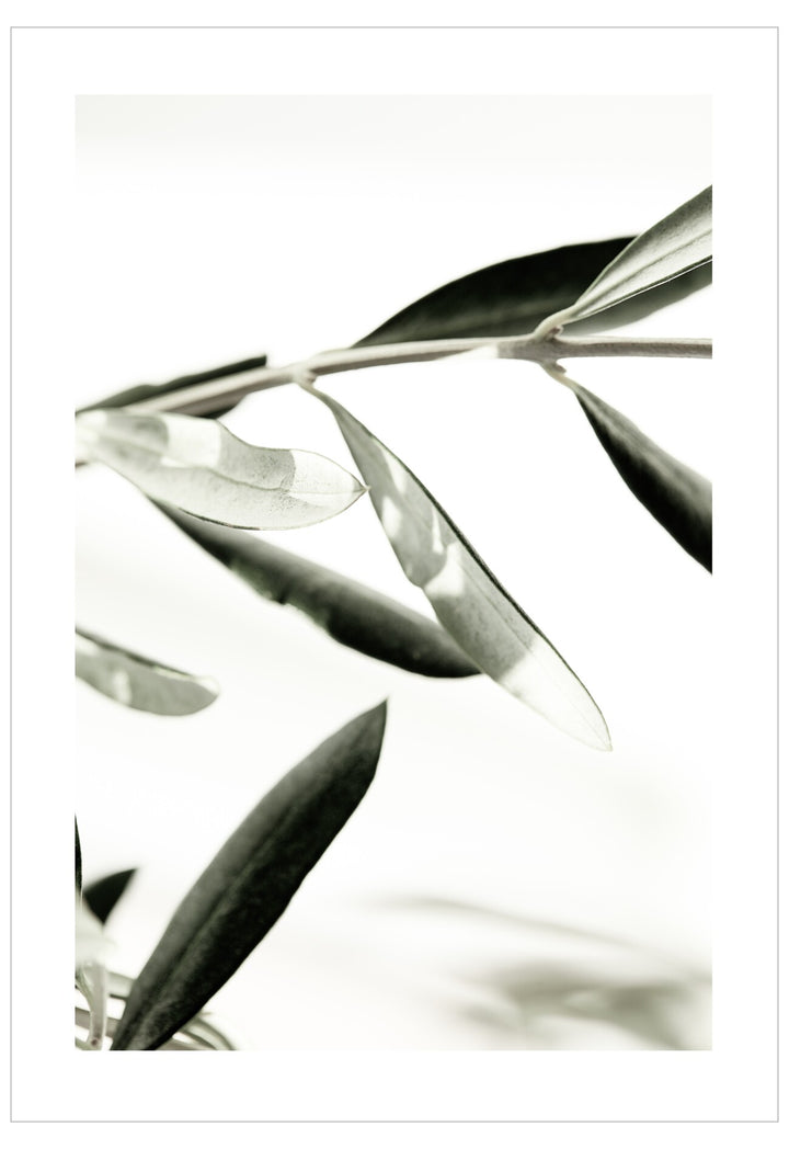 Close-up of a leaf with a white background