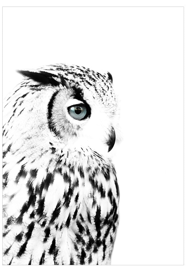 Black and white owl illustration on a white background