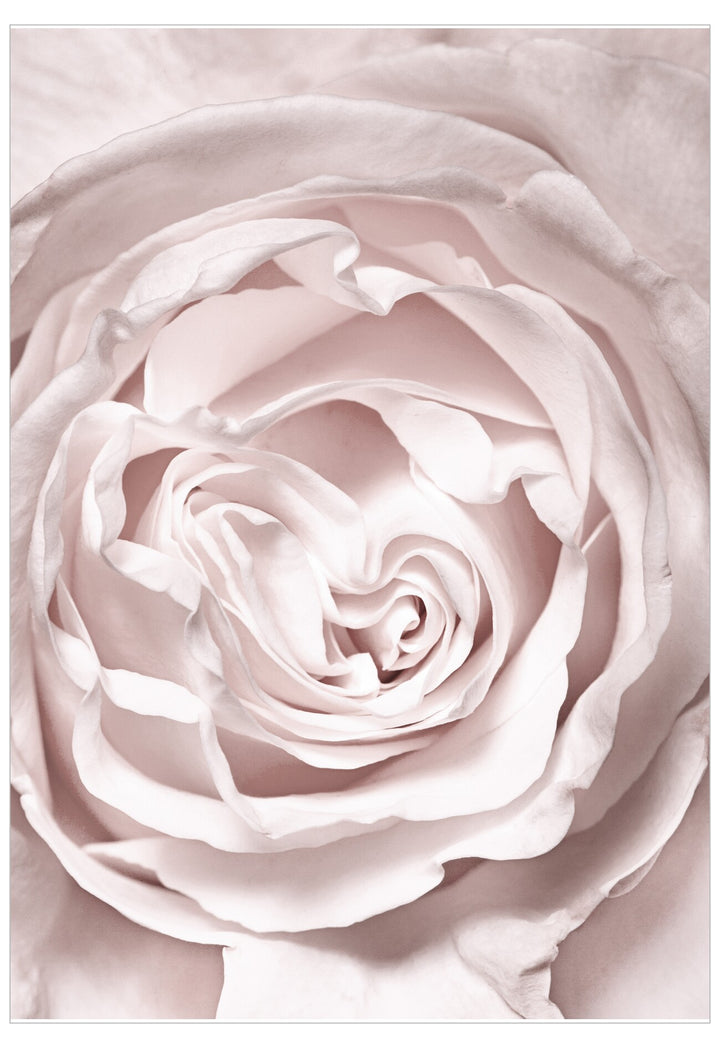 Close-up of a pink rose with soft focus