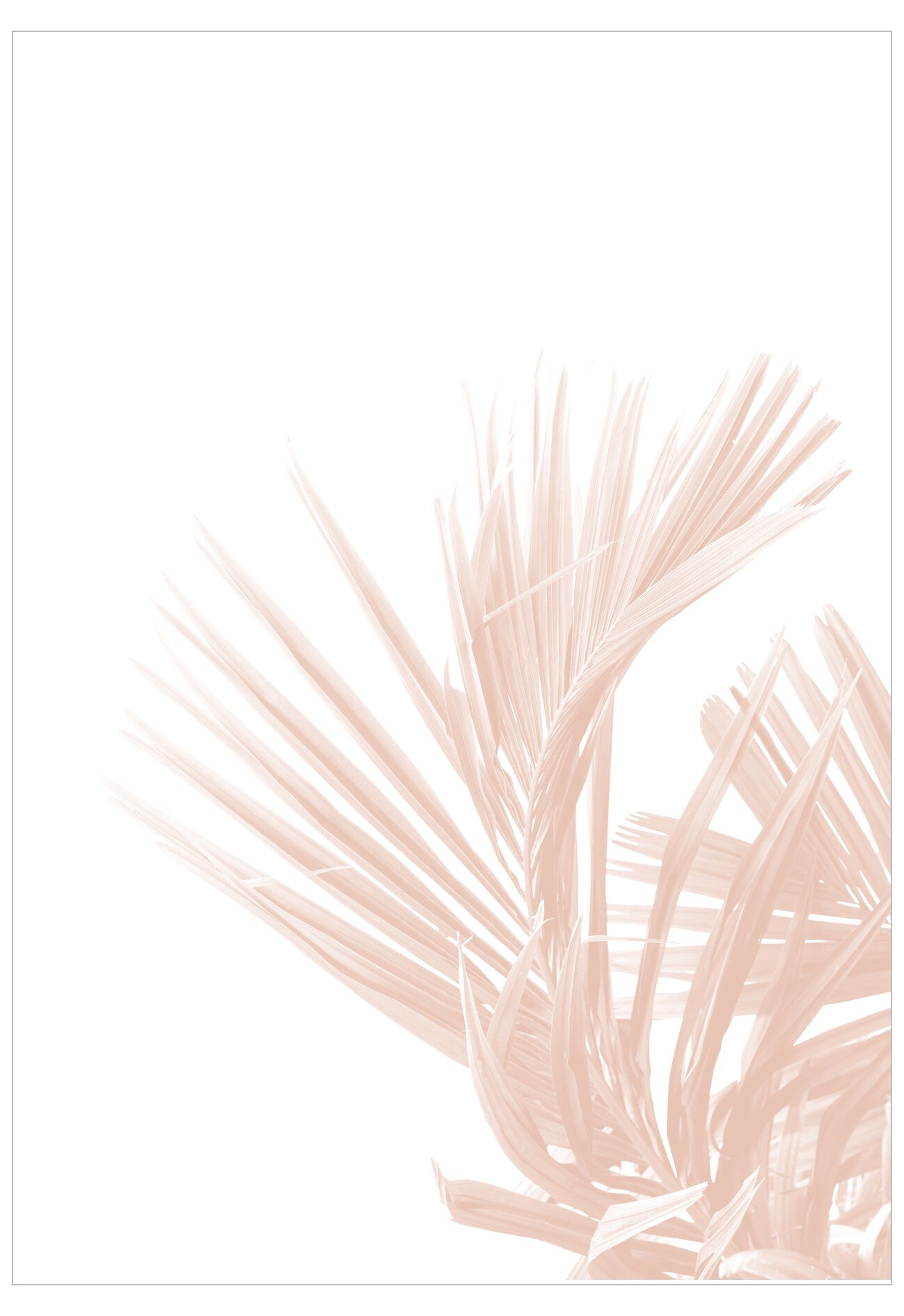 Palm Blush Poster
