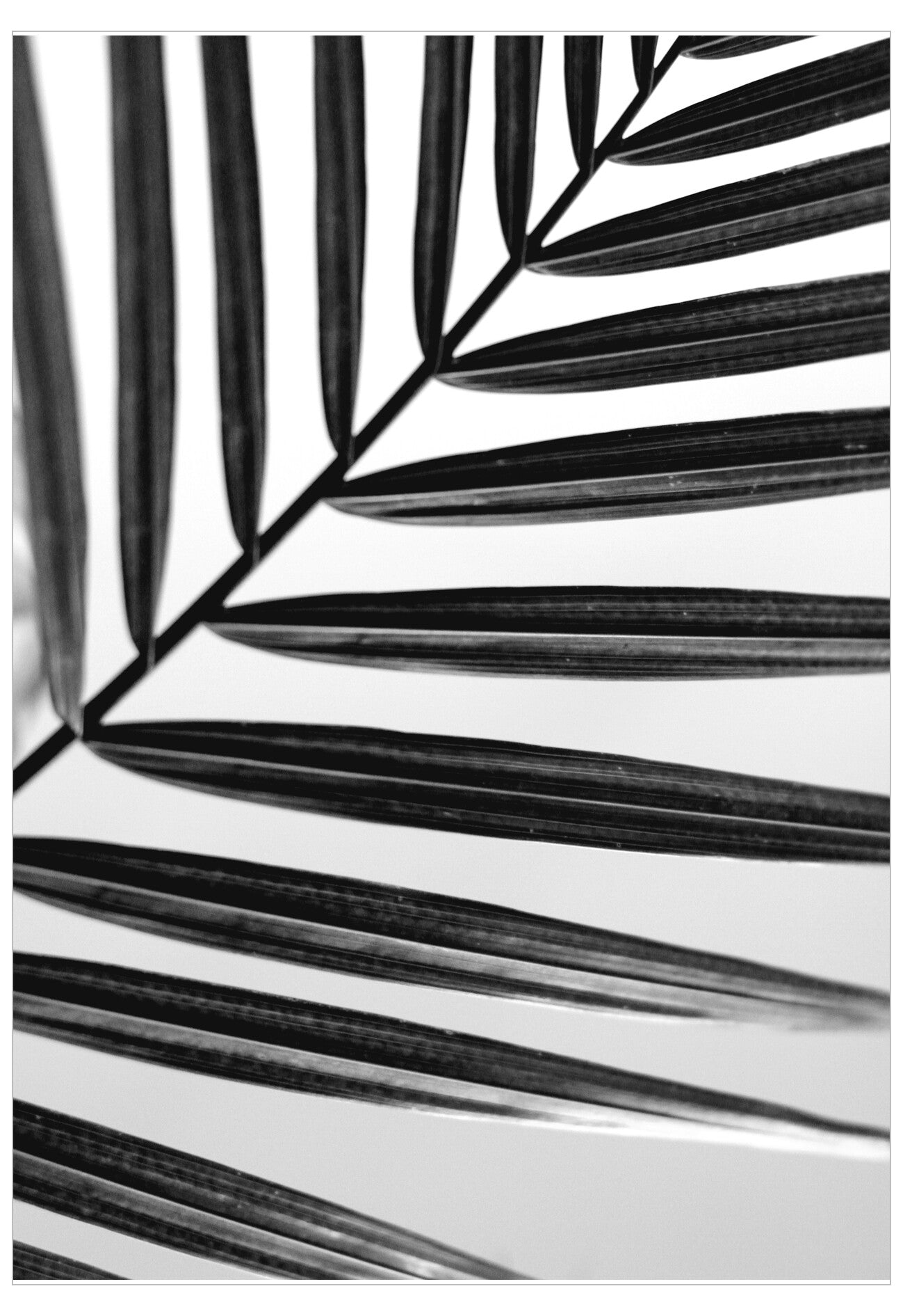 Black and white palm leaf pattern on a white background