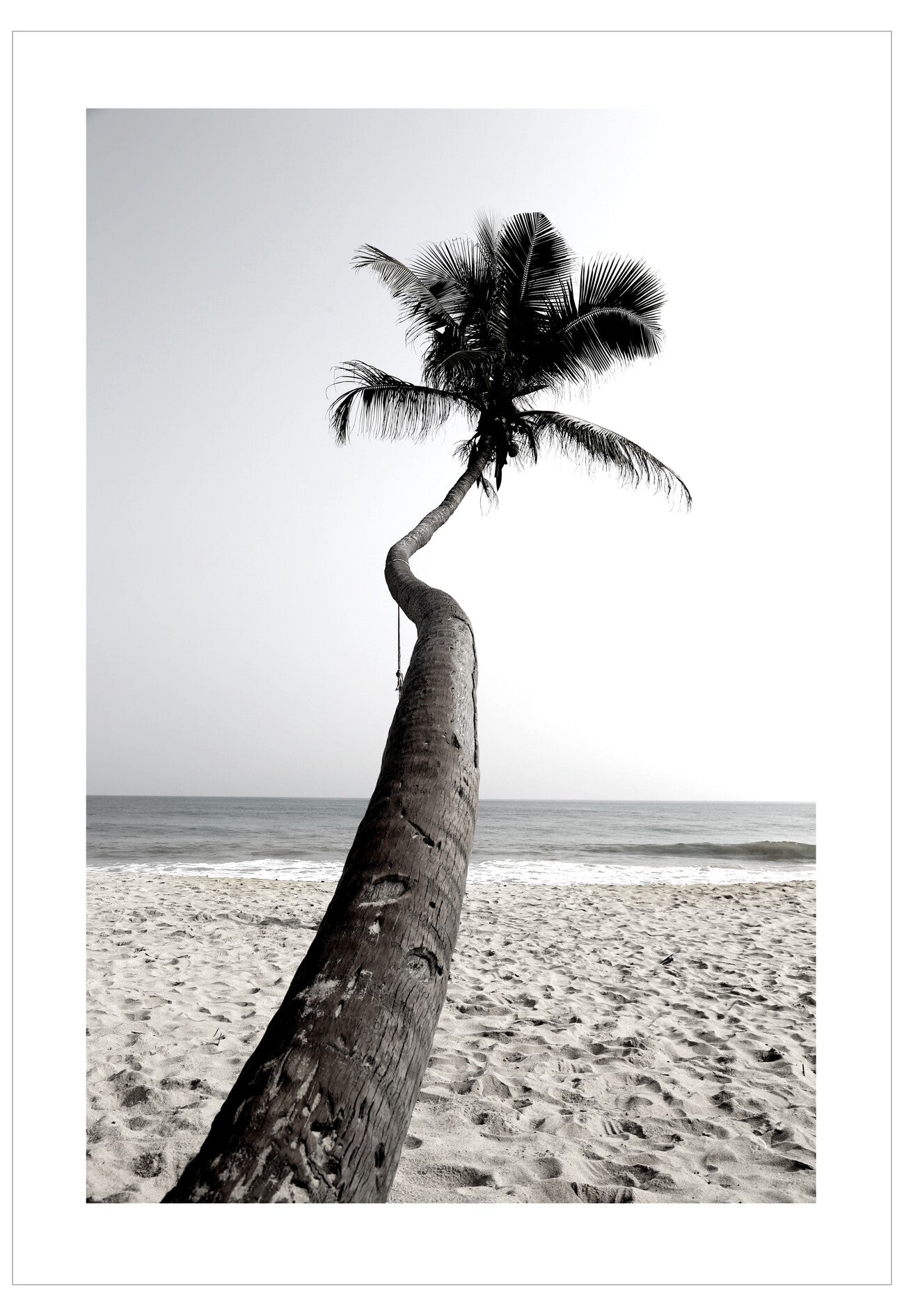 Black and white photo of a leaning palm tree on a beach