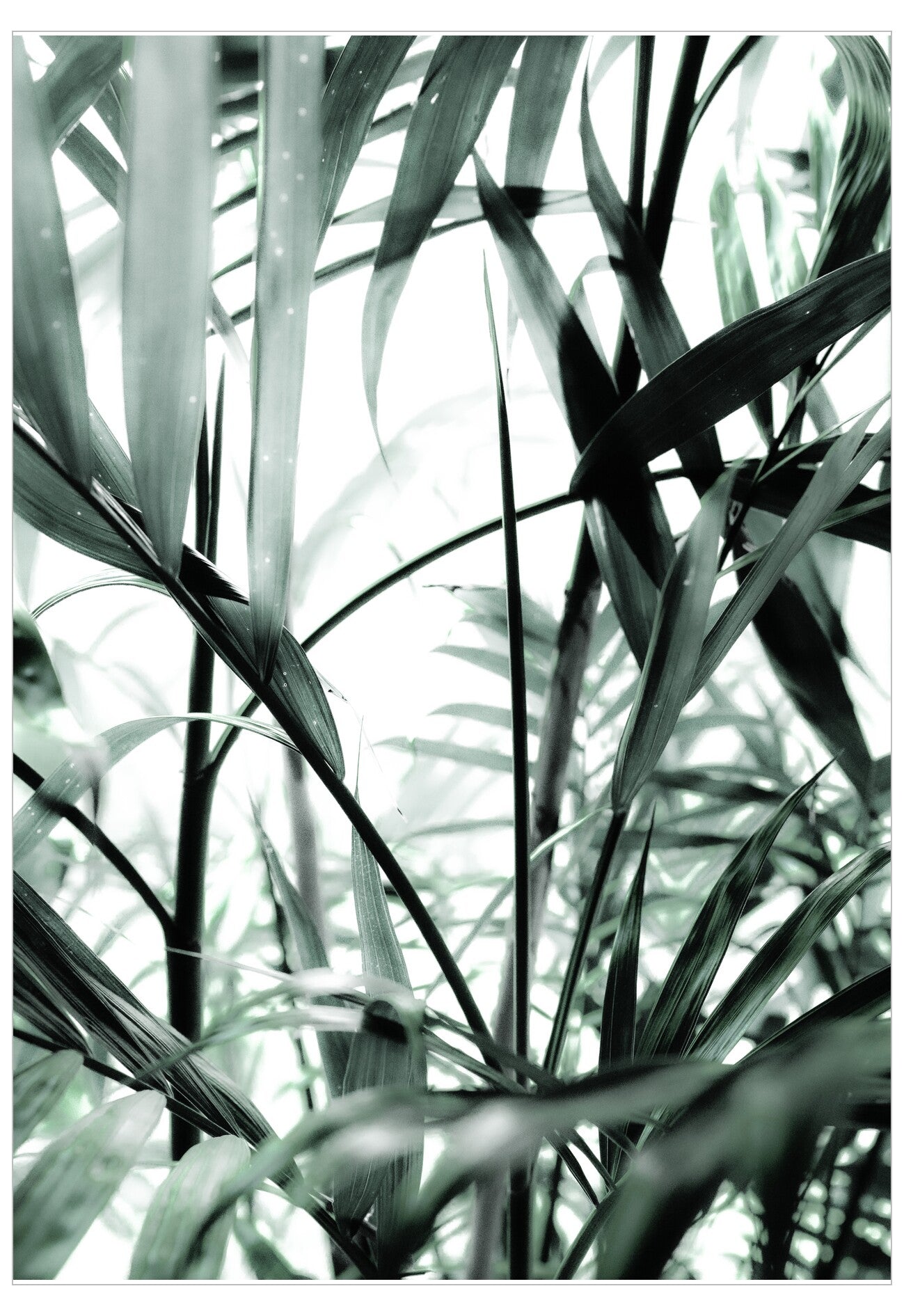 Close-up of green leaves with a blurred background