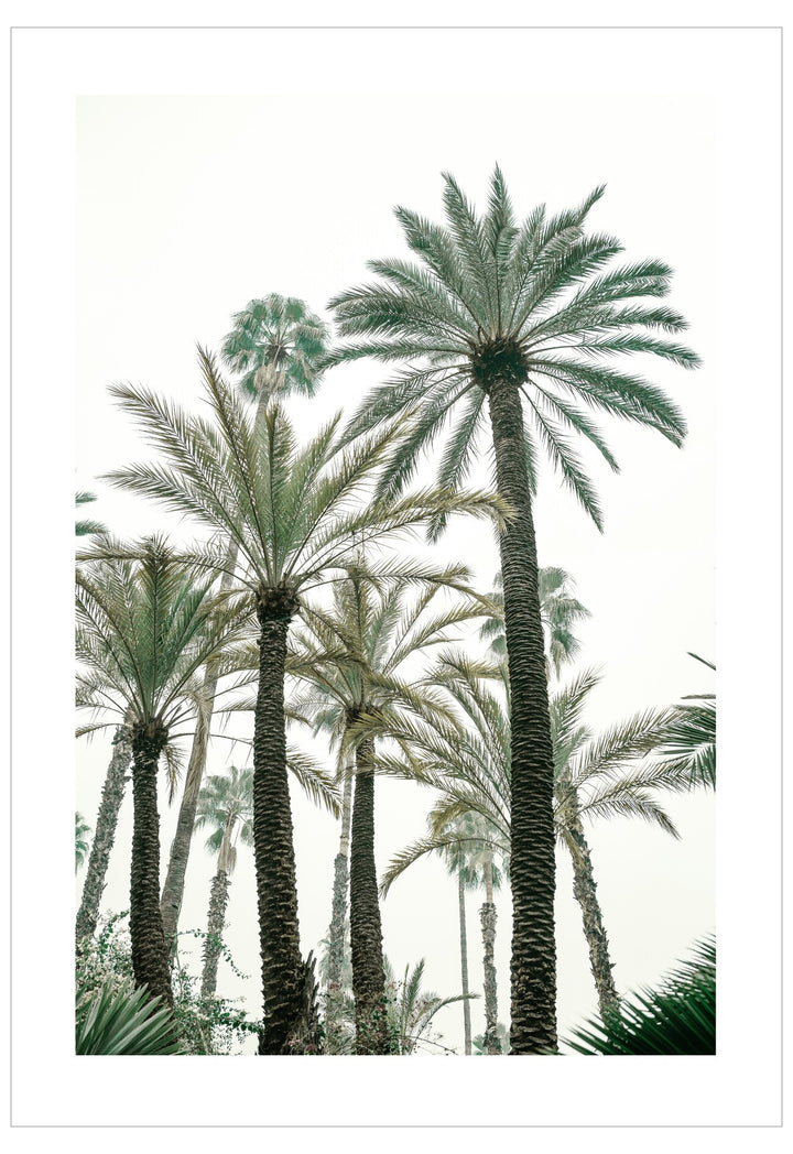 Group of palm trees against a white background