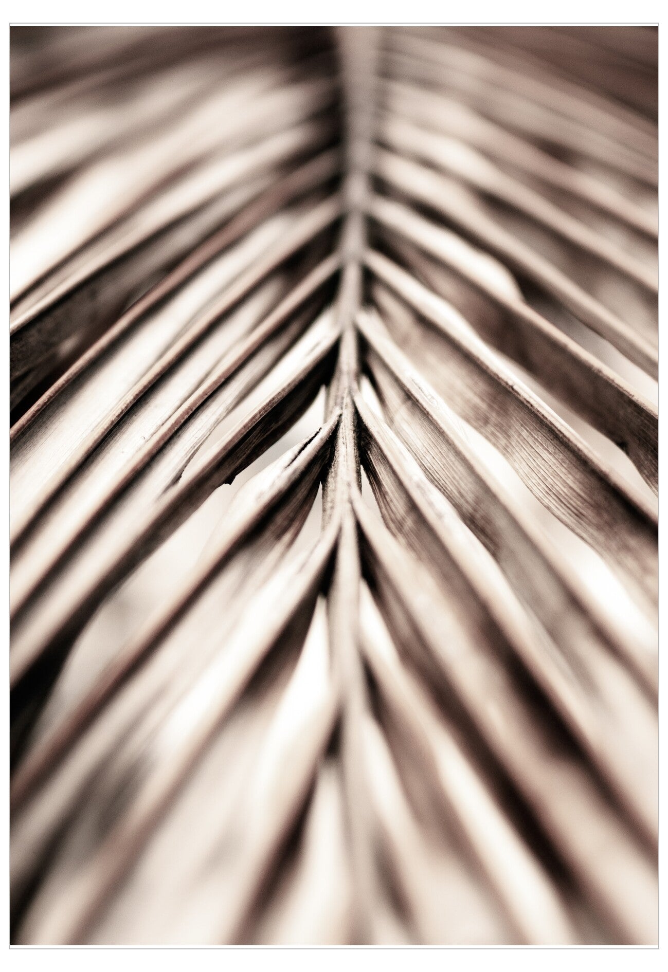 Close-up of a palm leaf with a brown and beige color scheme.