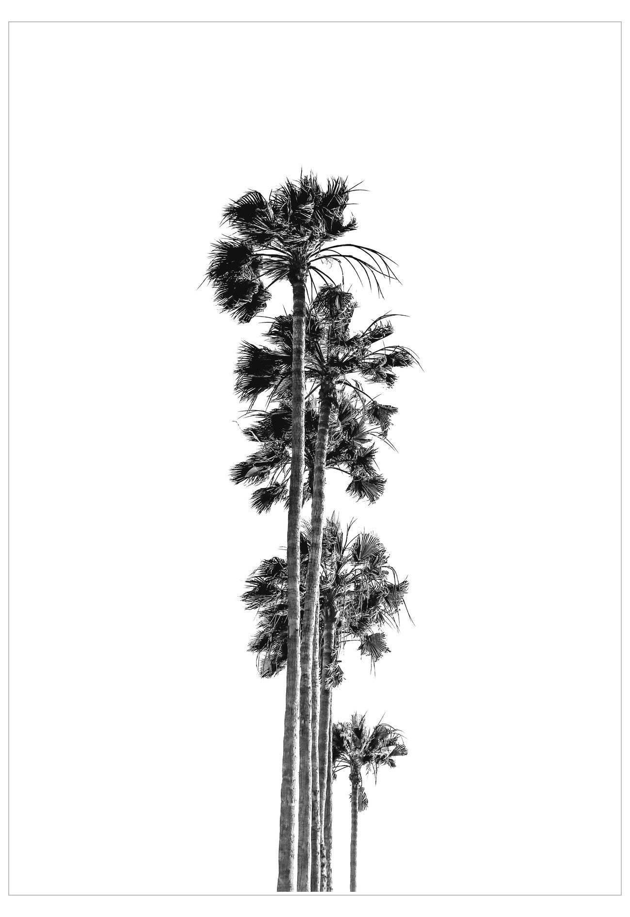 Black and white illustration of palm trees on a white background