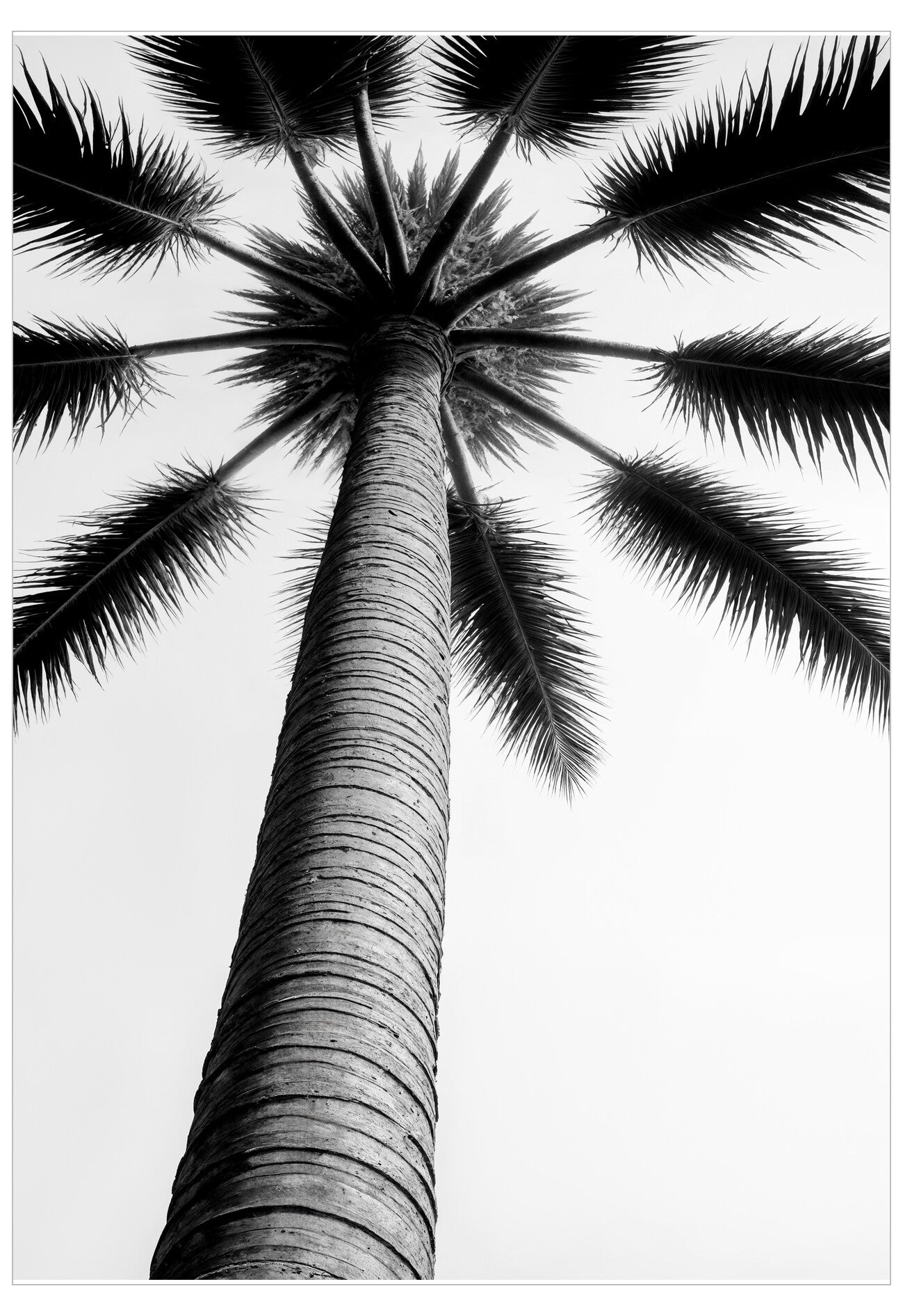 Black and white palm tree against a light background