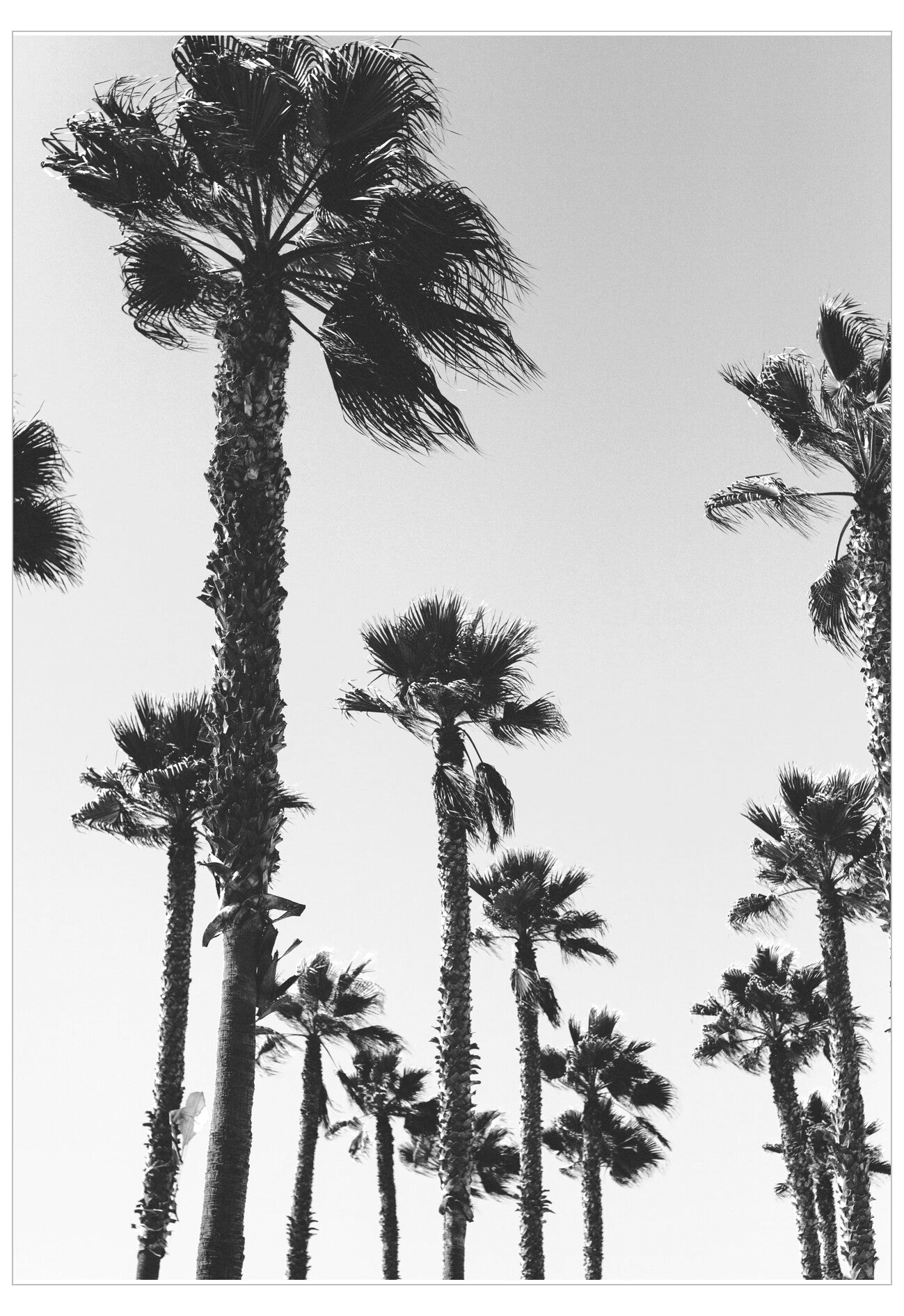 Black and white pattern of palm trees on a light gray background