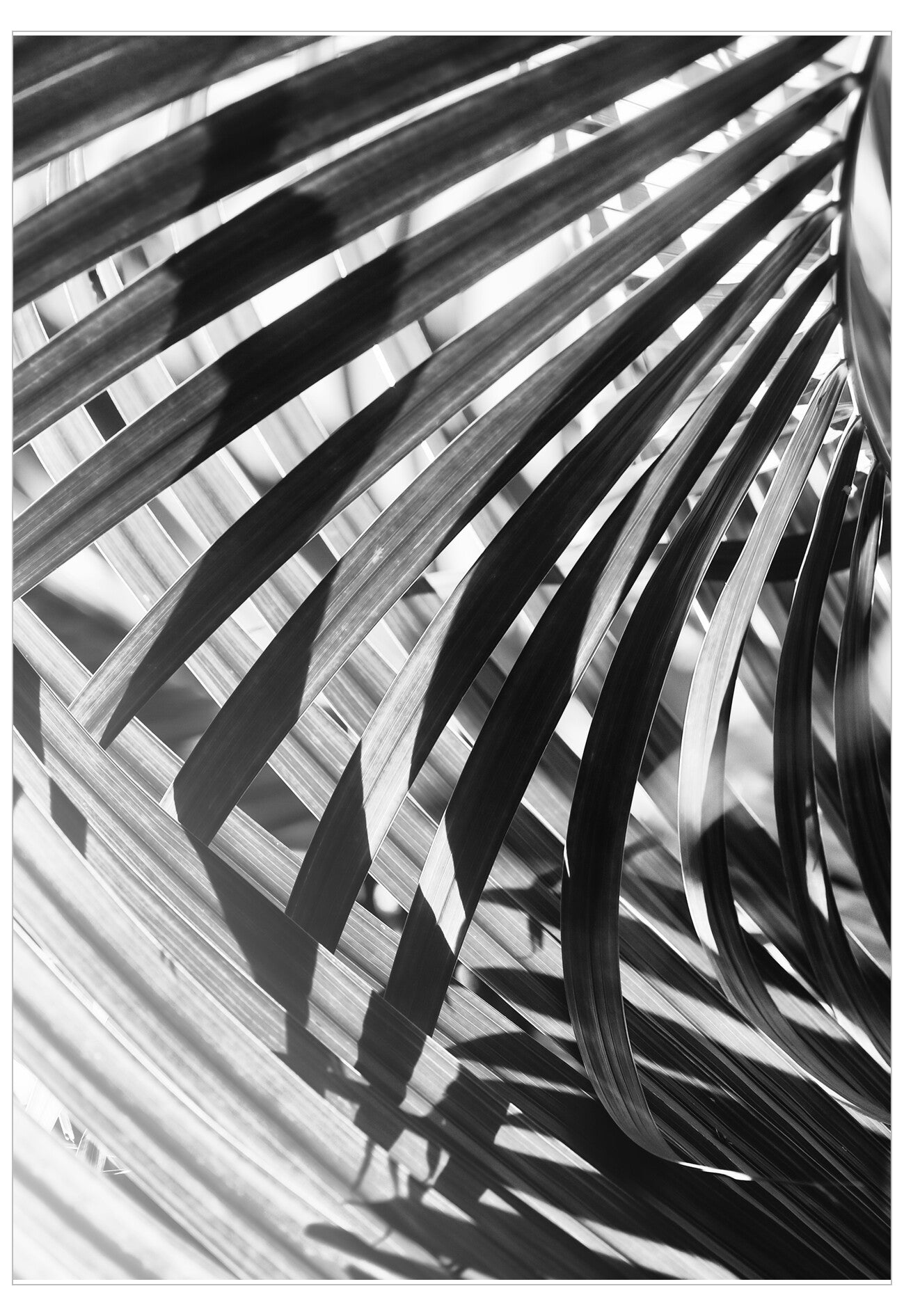 Black and white palm leaf with shadow