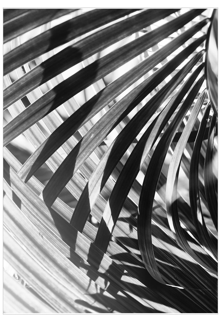 Black and white palm leaf with shadow