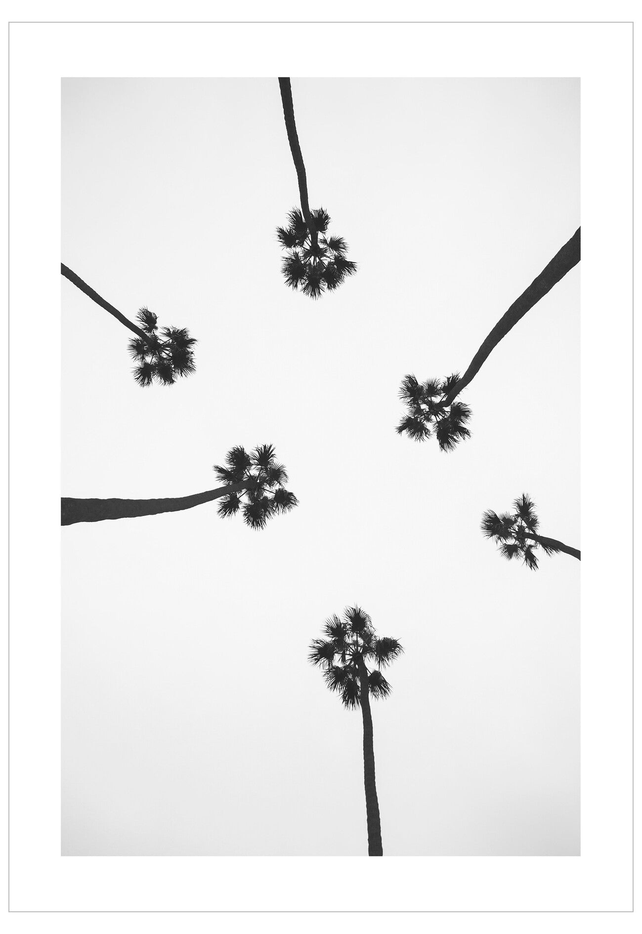 Black and white palm trees against a light gray sky