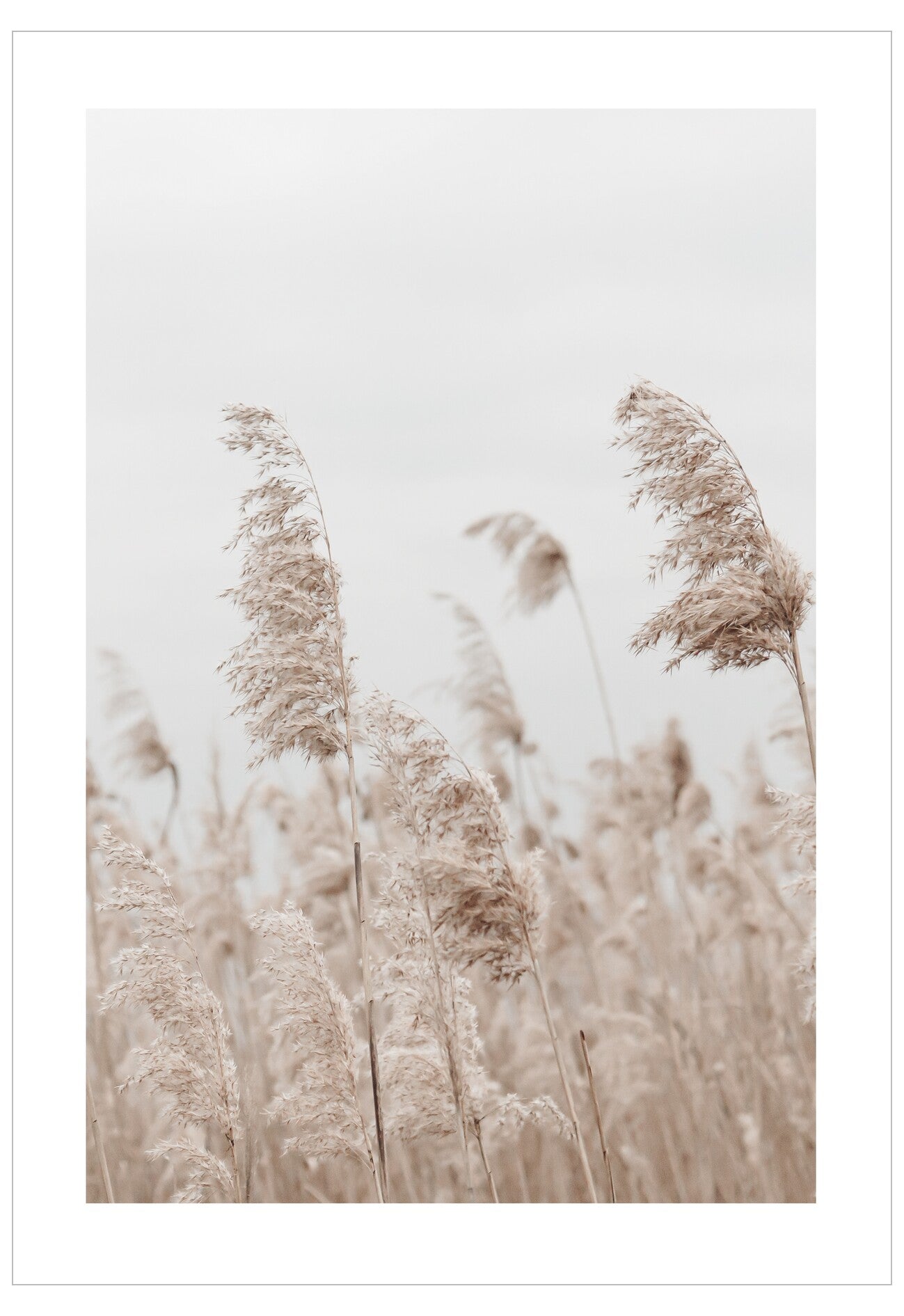 Reeds swaying in a field with a blurred background