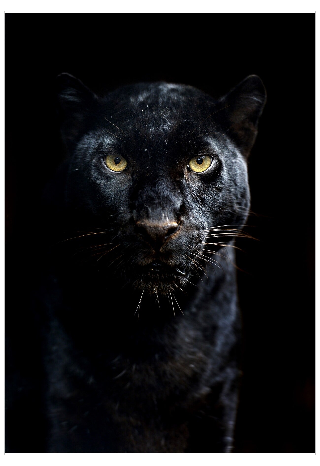 Black panther with yellow eyes on a black background