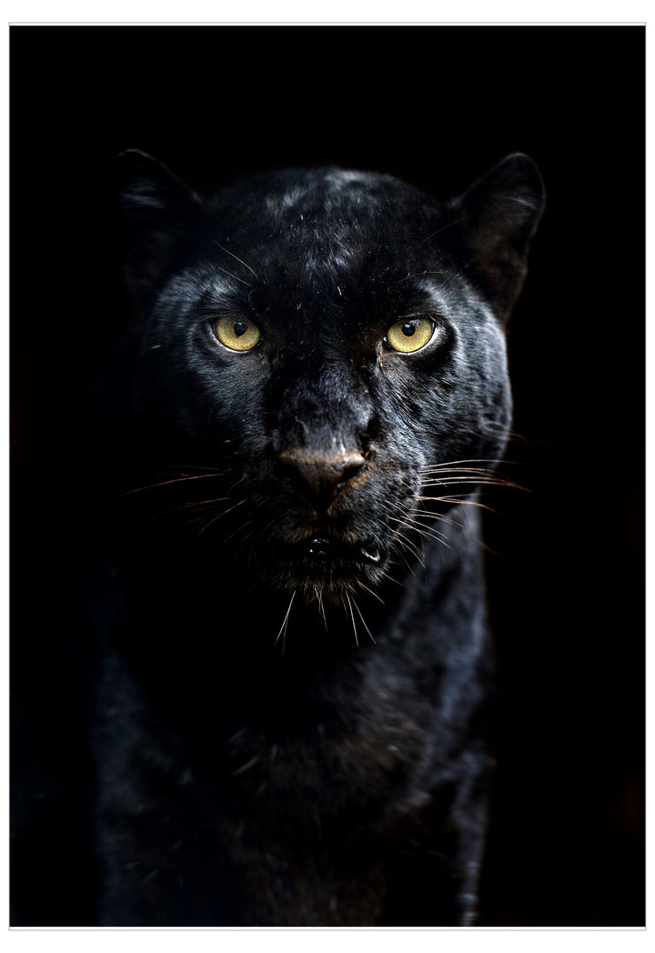Black panther with yellow eyes on a black background