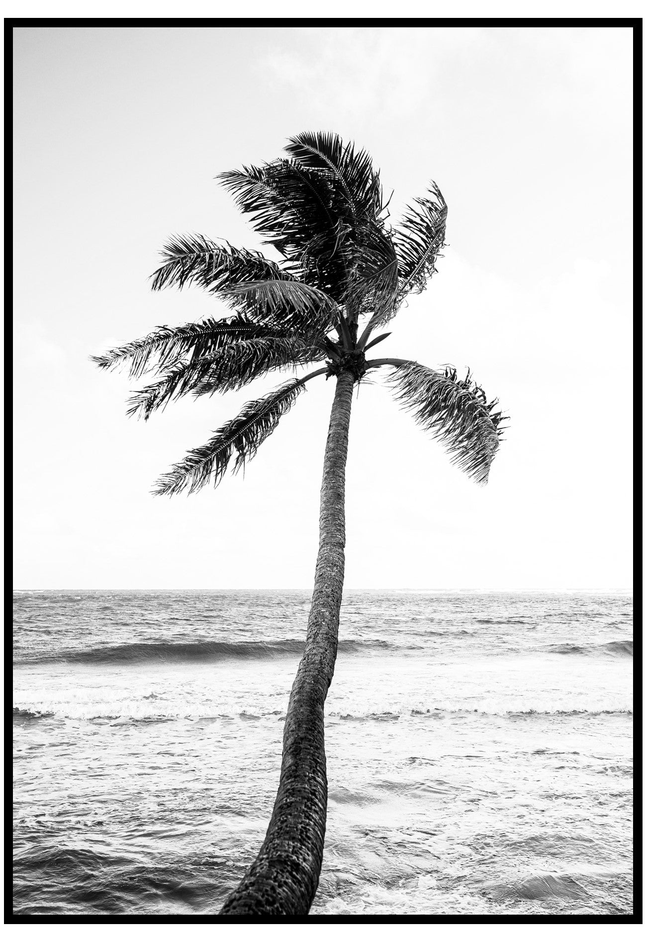 Paradise Palm Poster