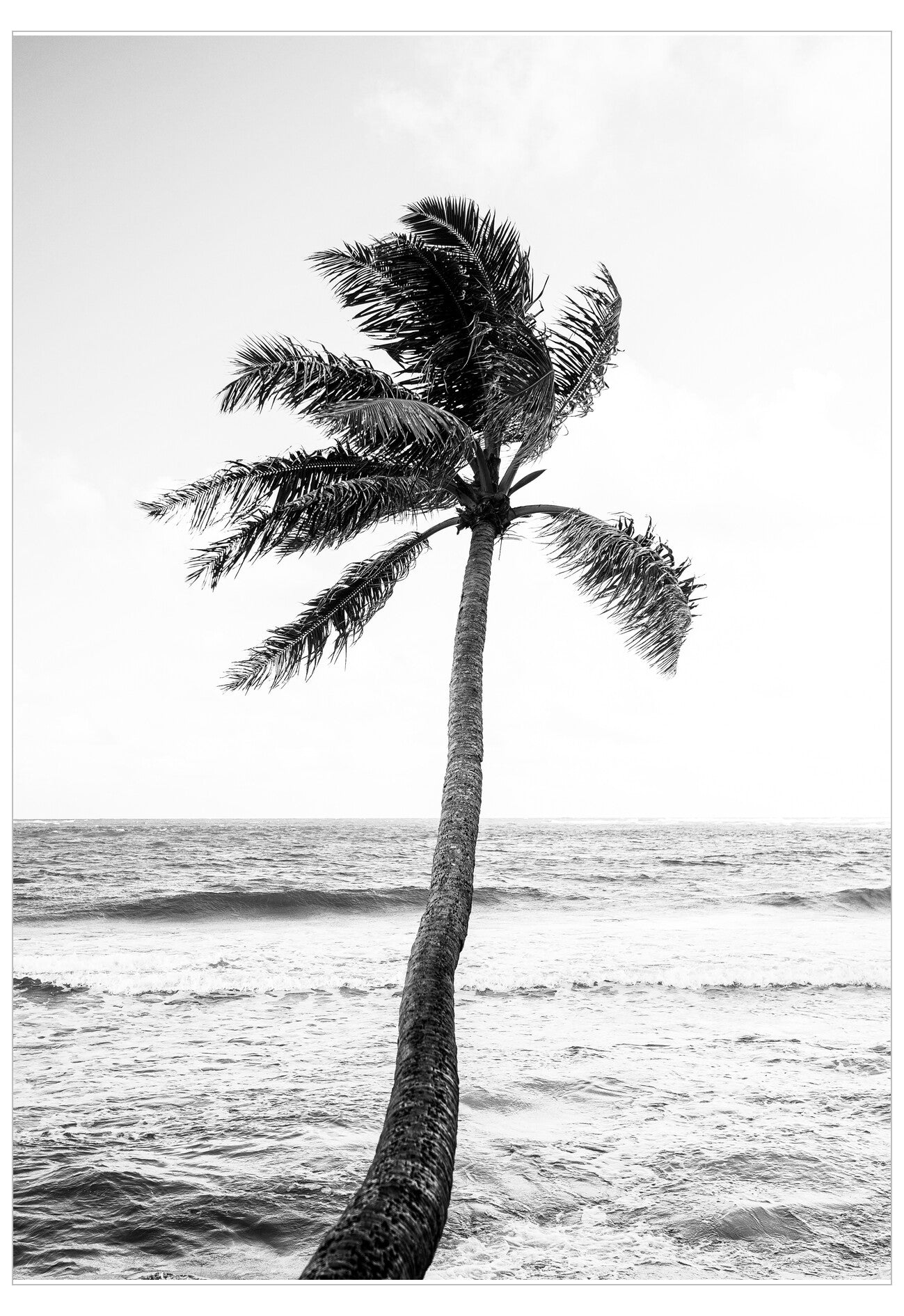 Black and white image of a palm tree on a beach