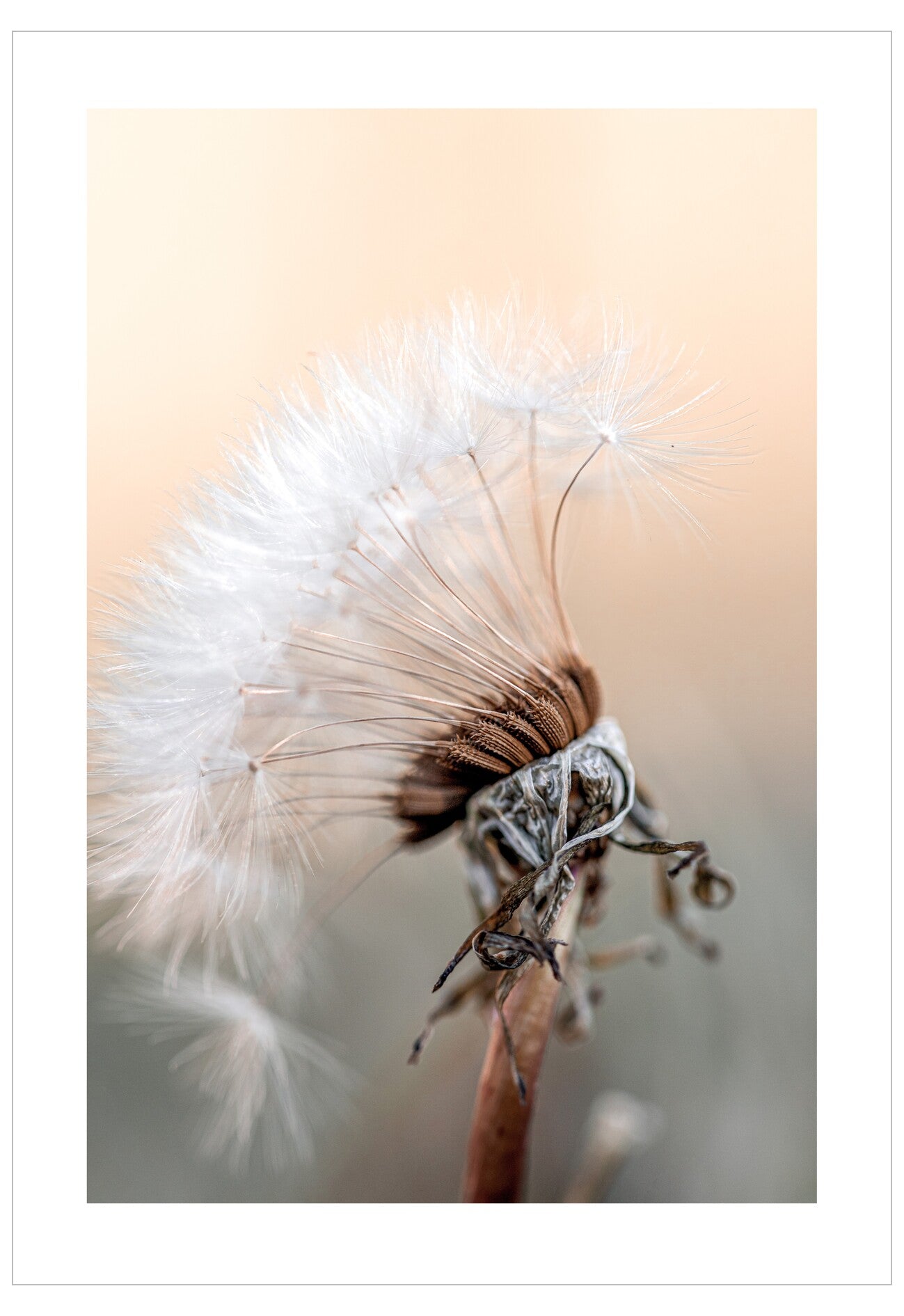 Close-up of a dandelion seed head with a soft focus background