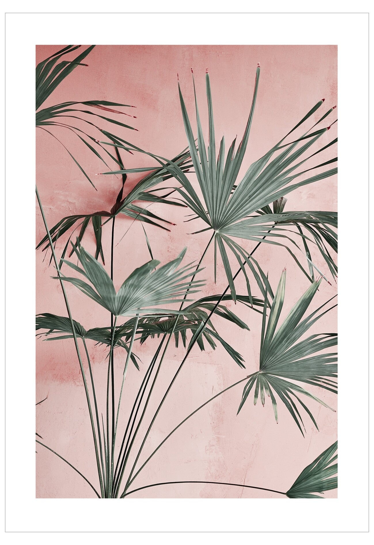 Tropical palm leaves on a pink background