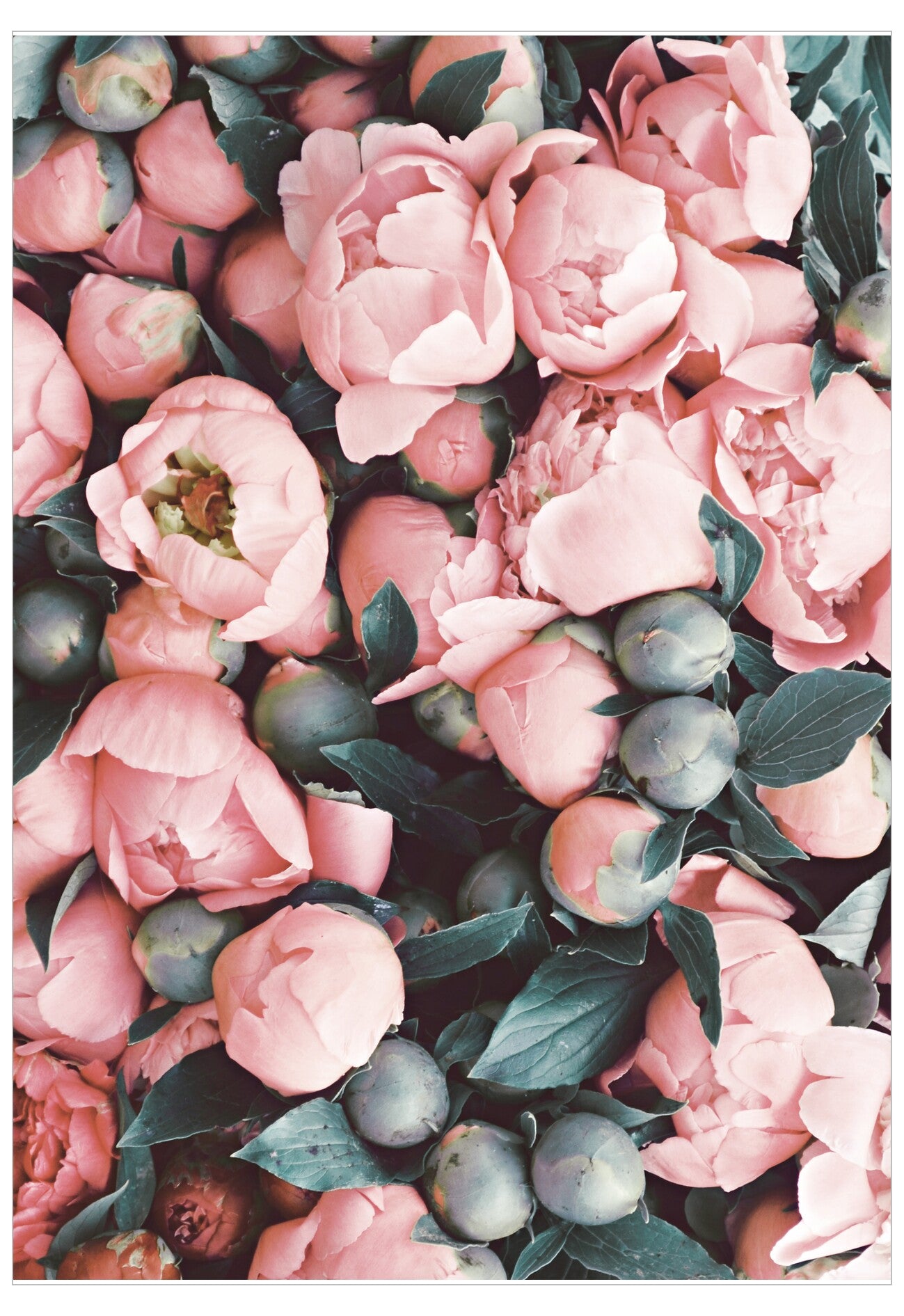Close-up of pink flowers with green leaves