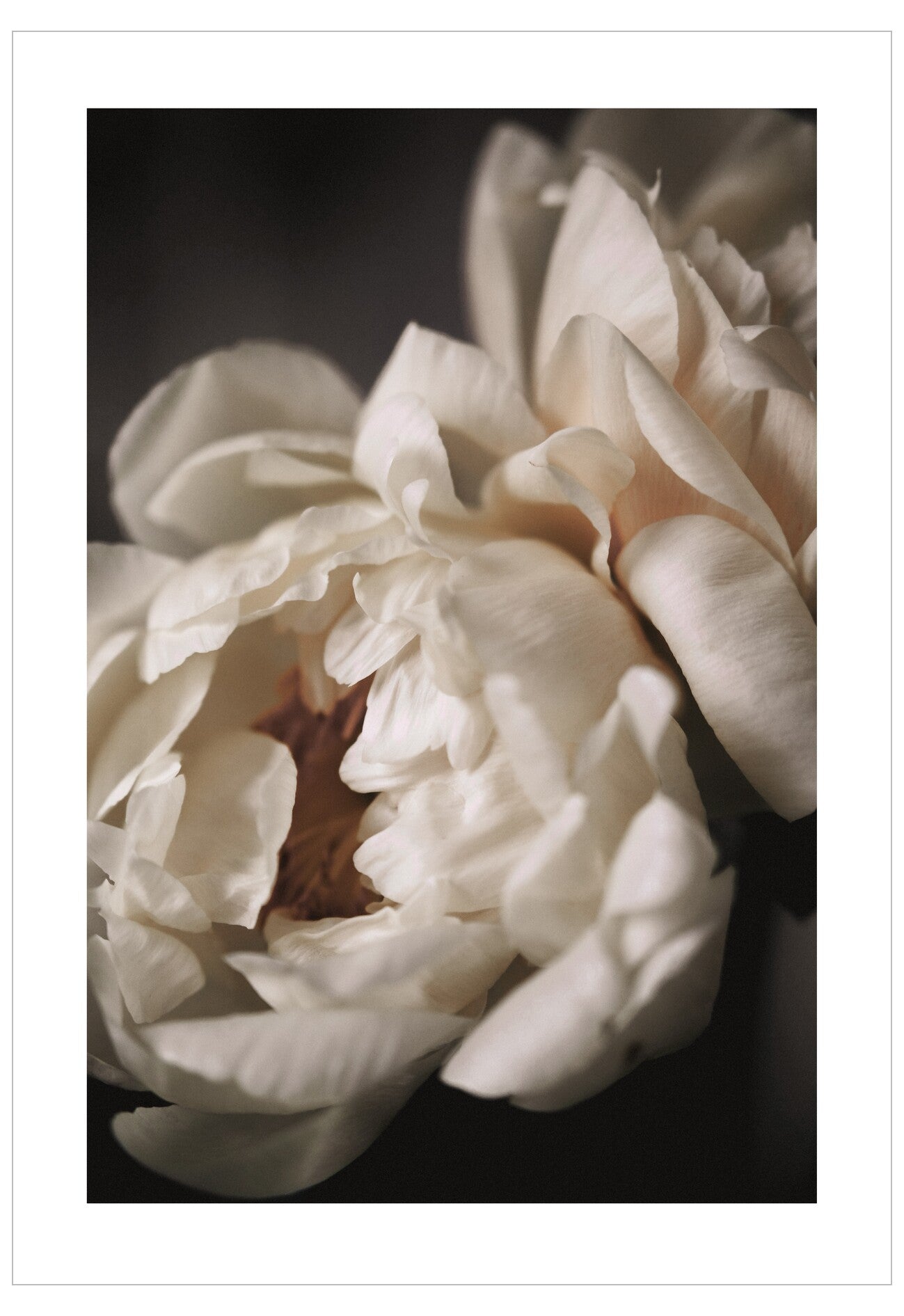 Close-up of a white peony flower with a dark background