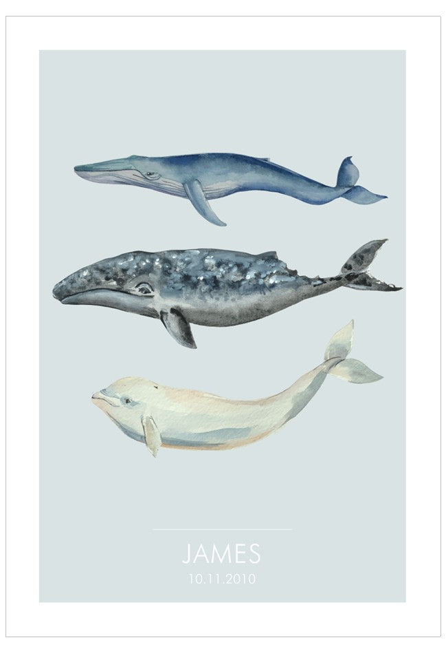 Illustration of three whales on a light blue background with 'JAMES' text at the bottom.