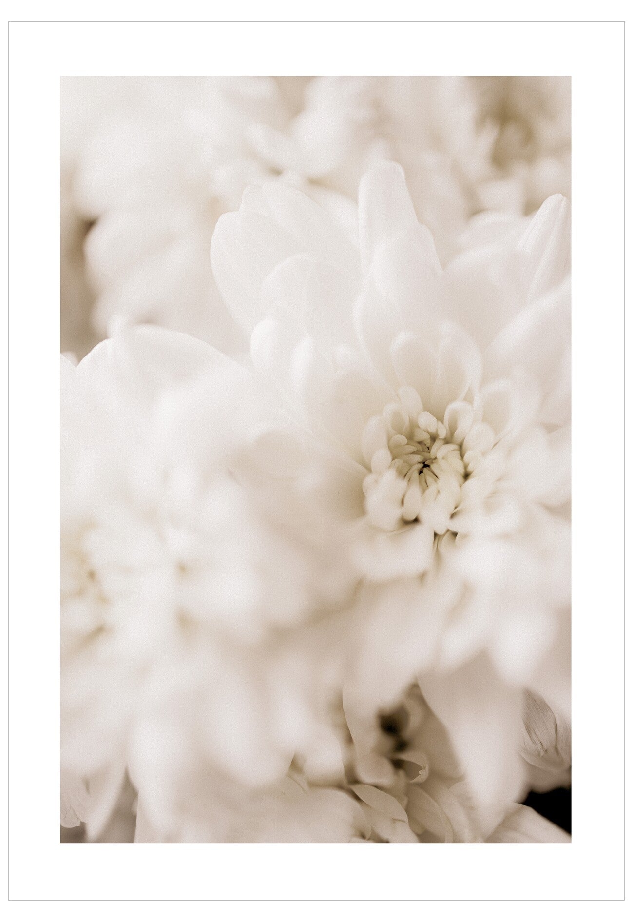 Close-up of a white flower with a soft focus background