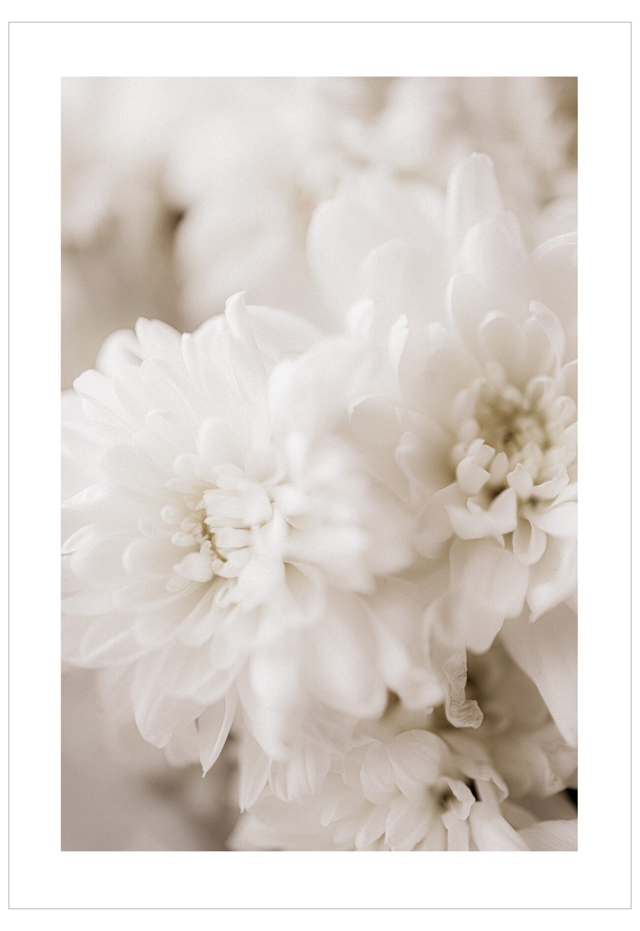 Close-up of white flowers with a soft focus background