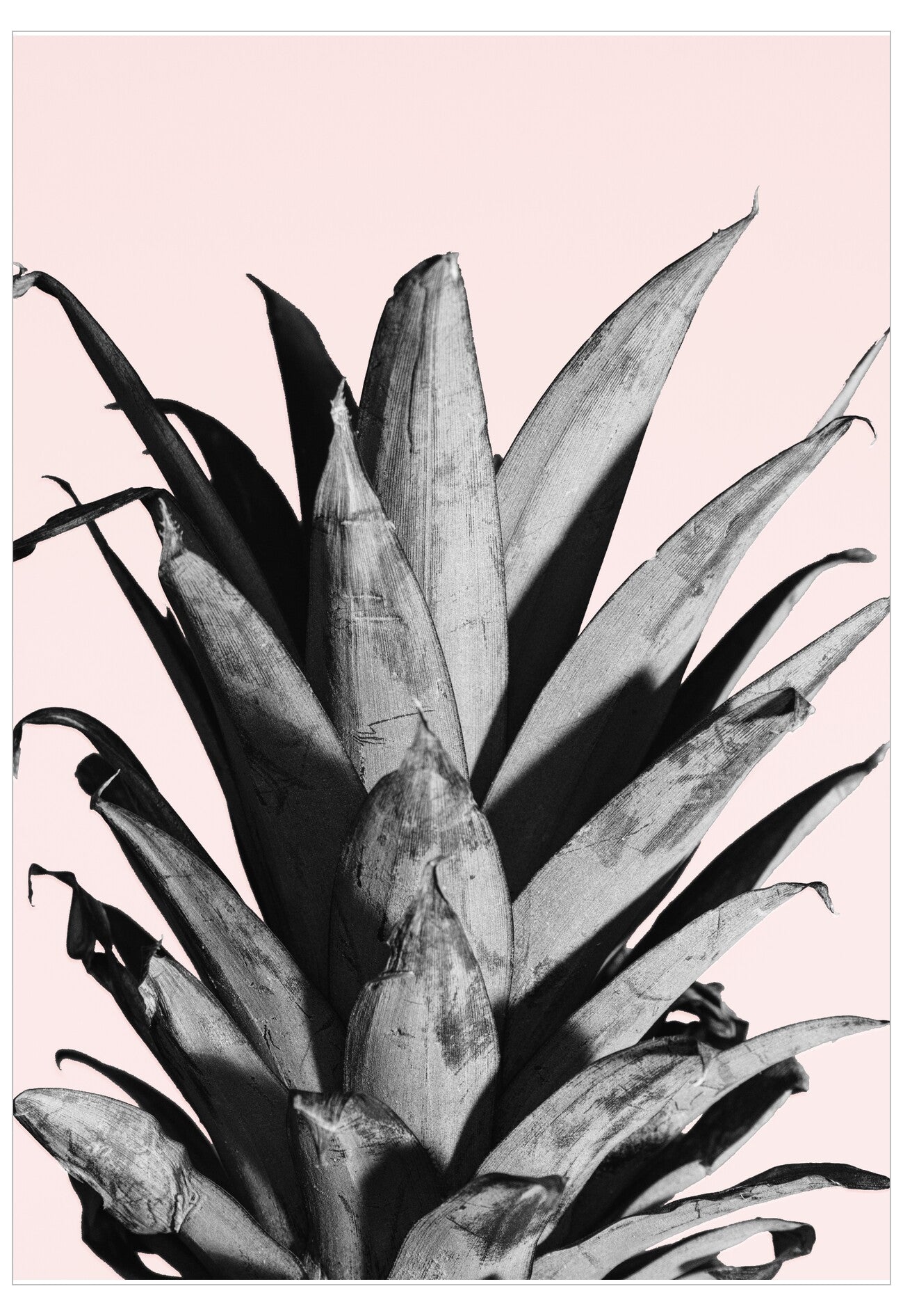 Black and white plant against a pink background