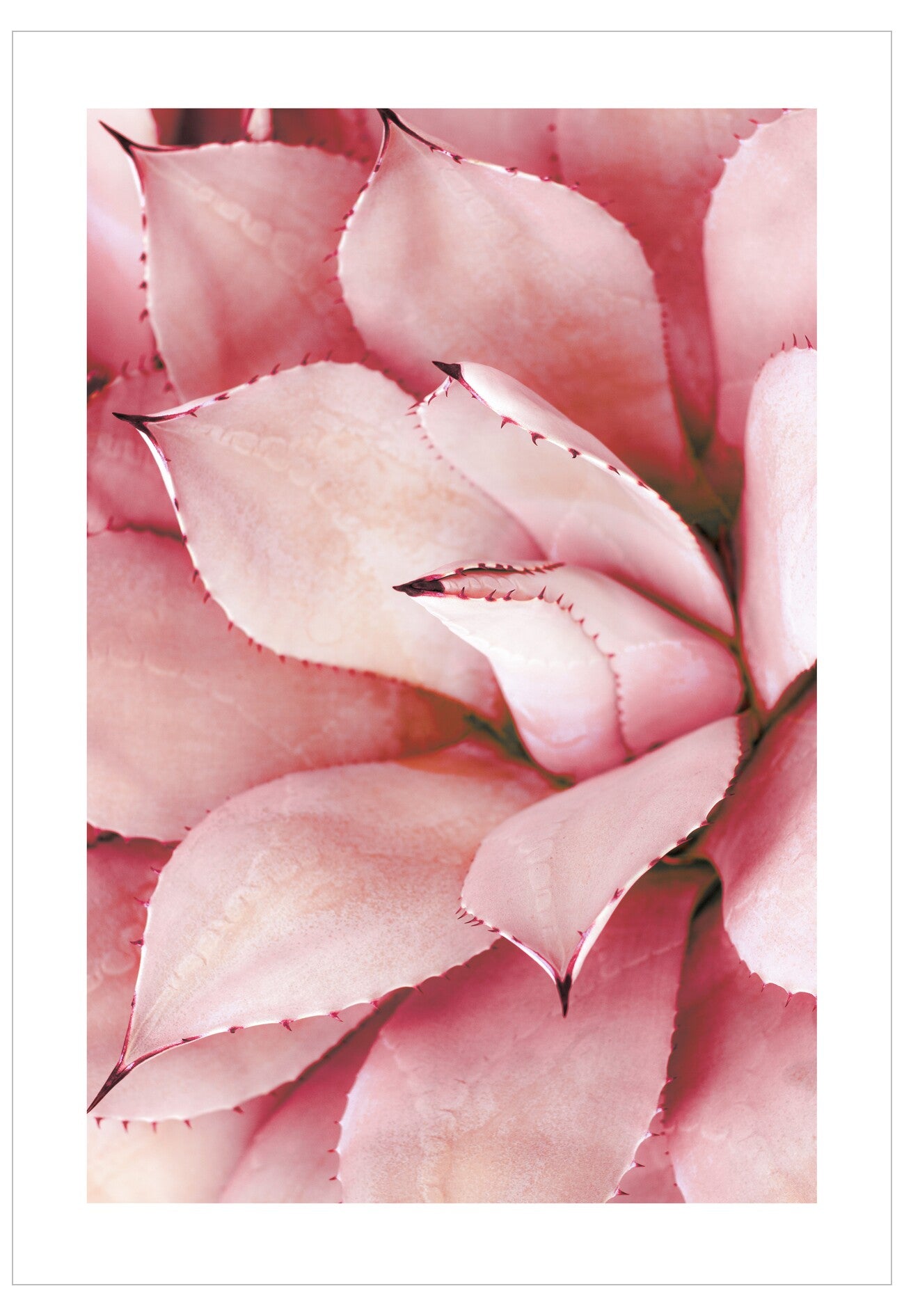 Close-up of a pink succulent plant with detailed leaves.