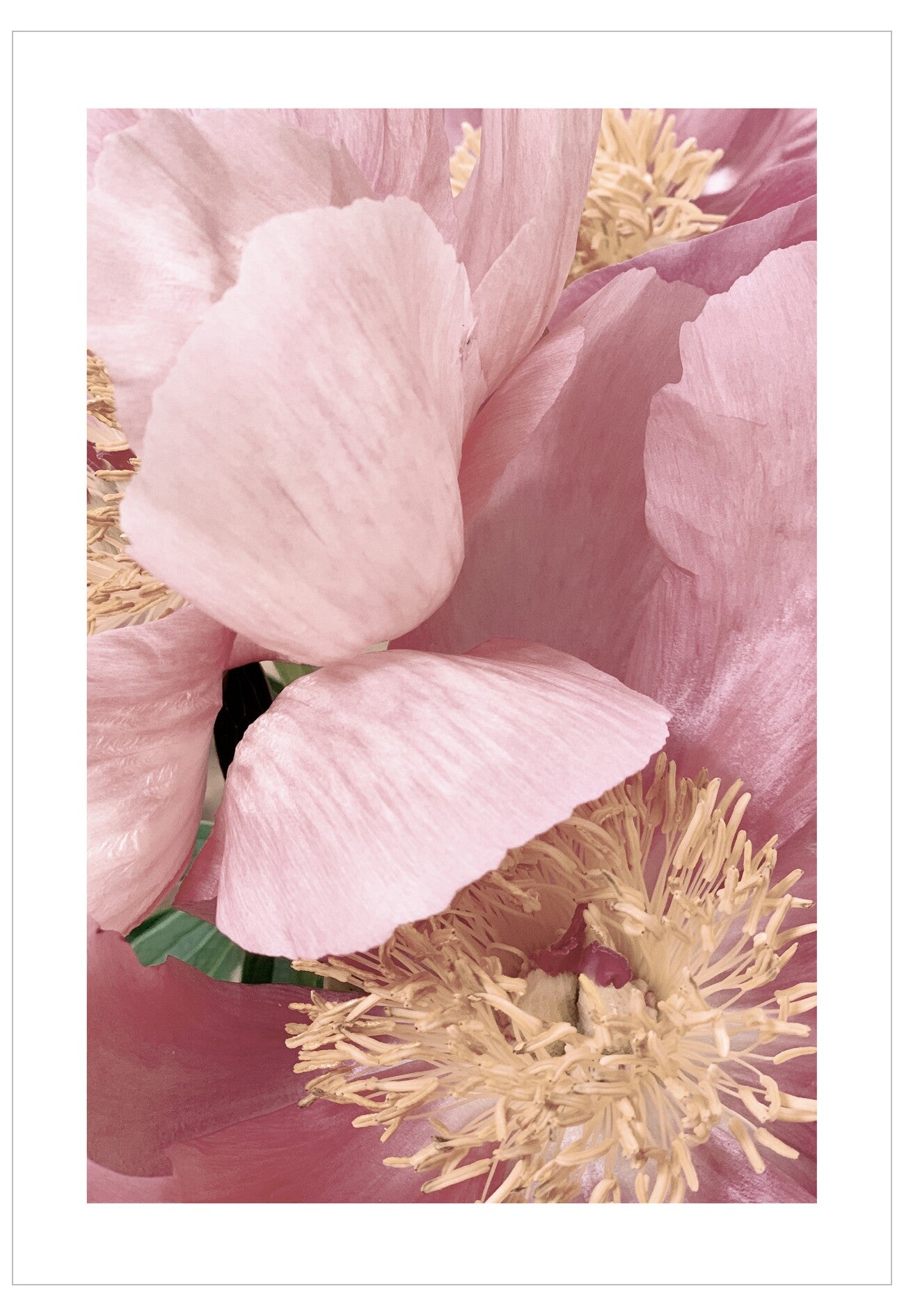 Close-up of pink flower petals with a white background