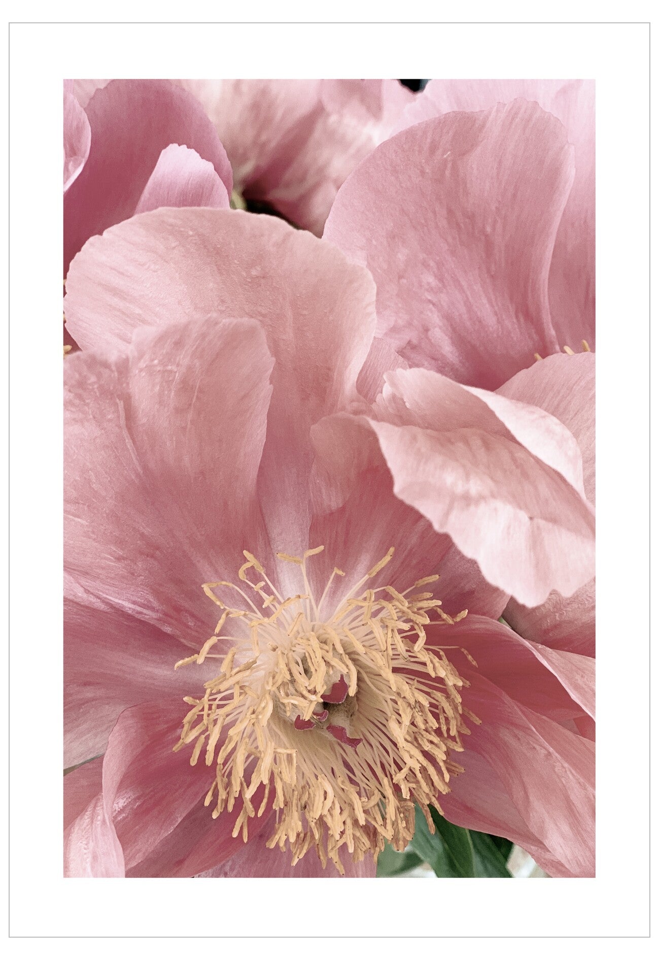 Close-up of a pink flower with a white background