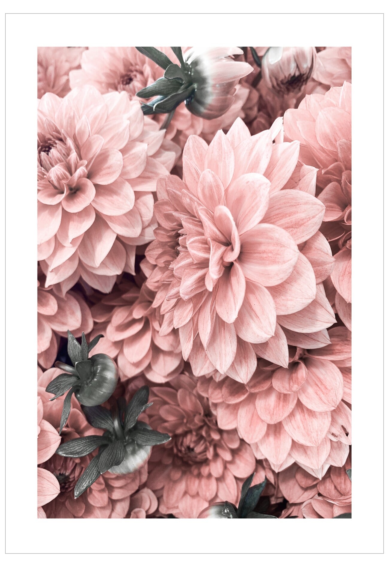Close-up of pink flowers with a white background