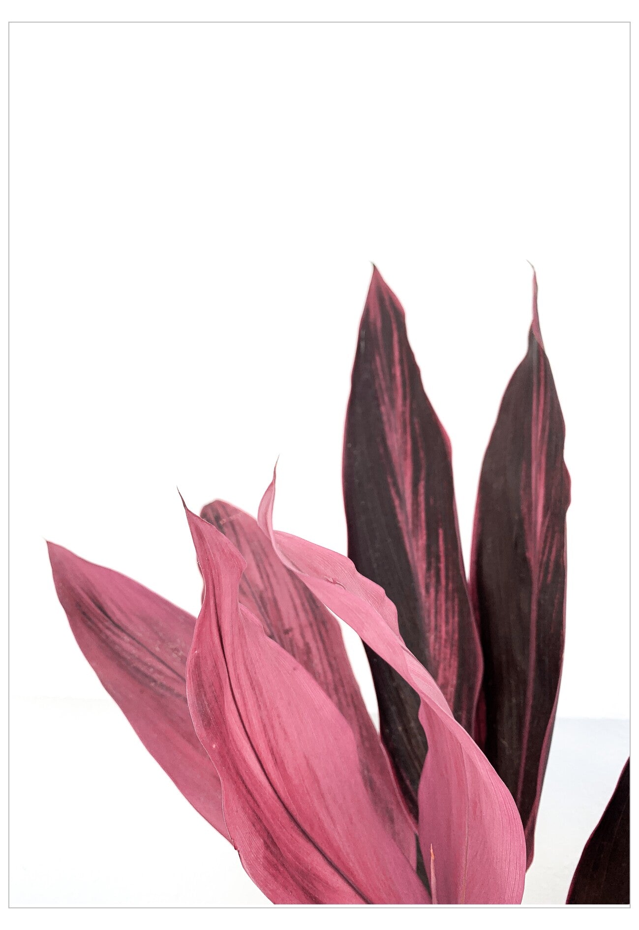 Pink and purple striped leaves on a white background