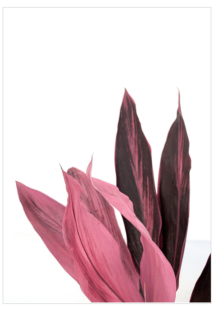 Pink and purple striped leaves on a white background