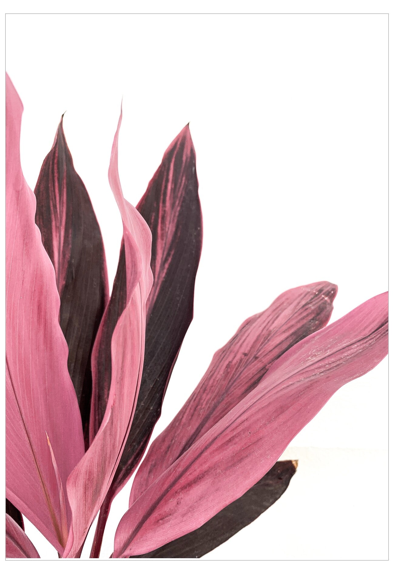 Pink and purple leaves on a white background