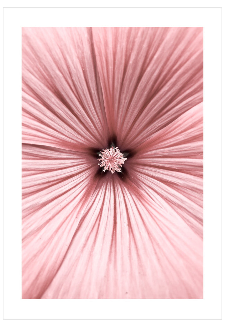 Close-up of a pink flower with a radial pattern on a white background