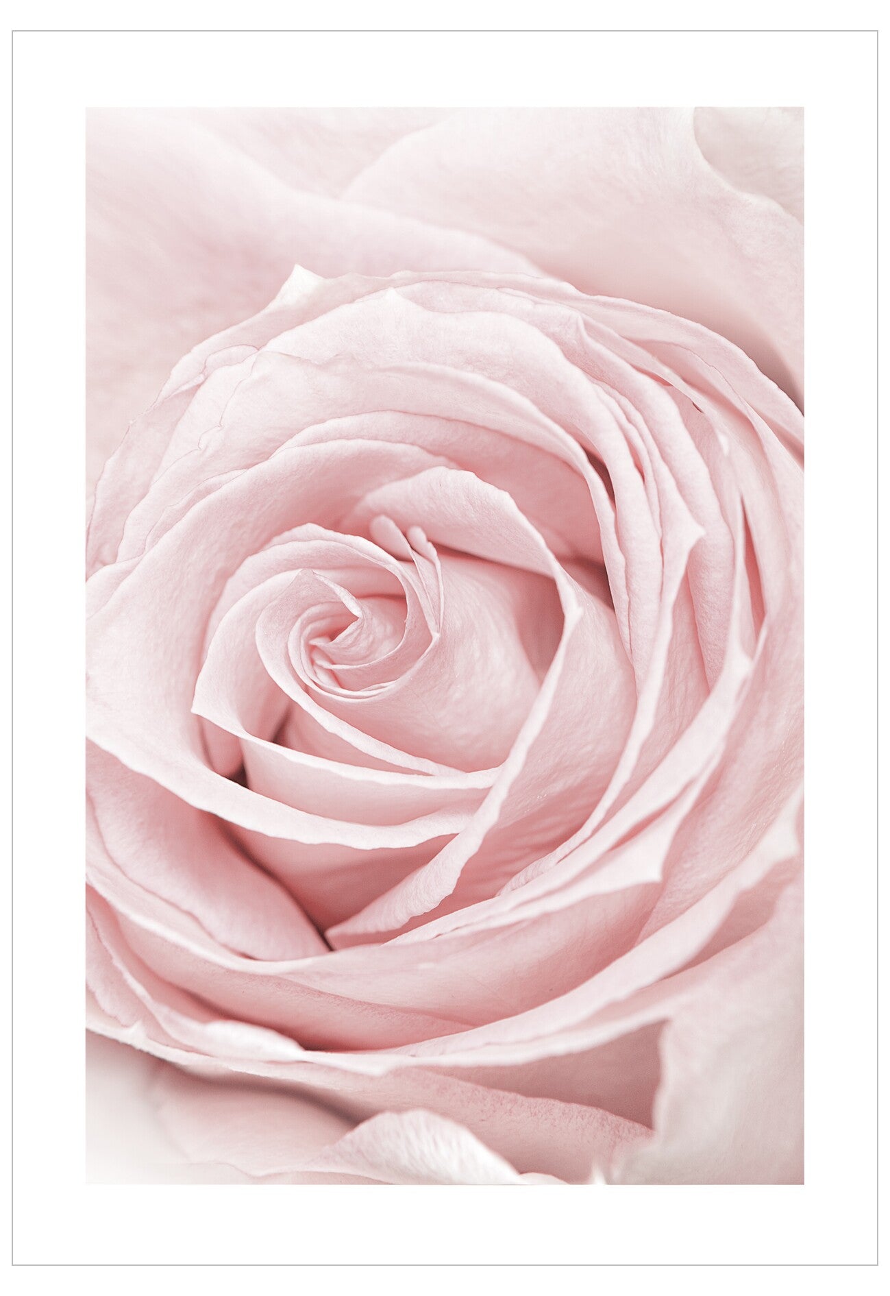 Close-up of a pink rose with a soft focus background