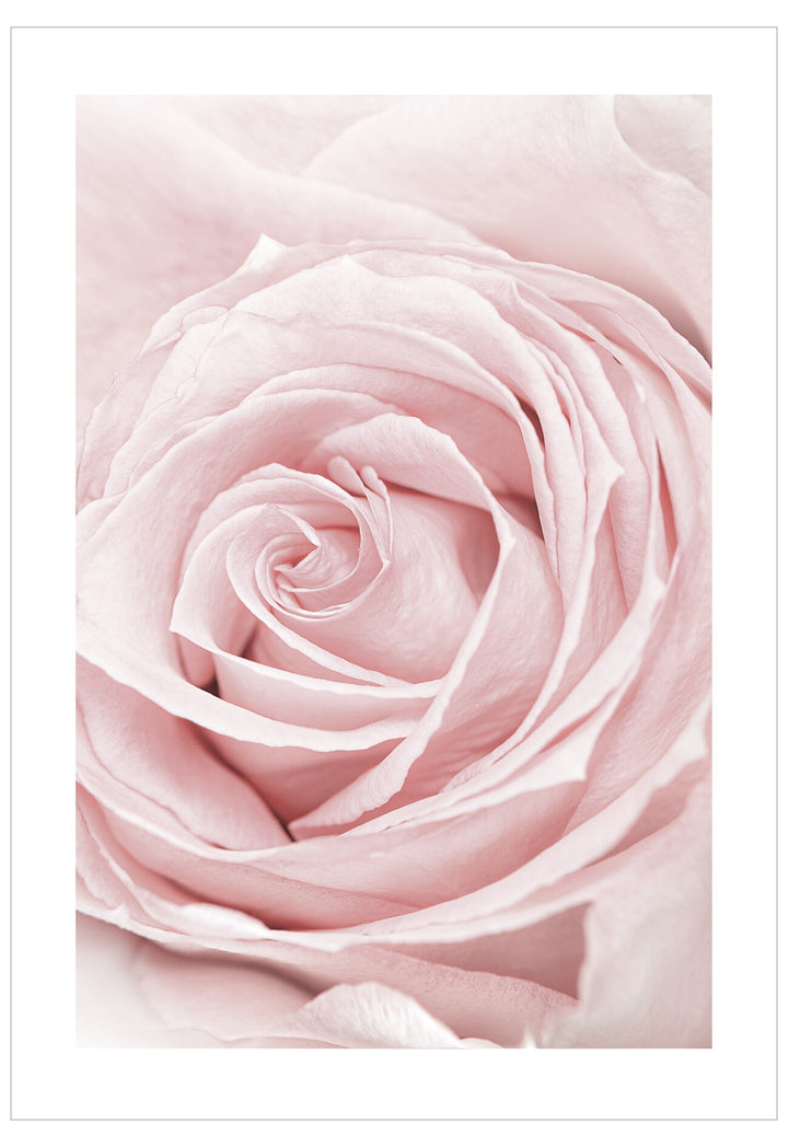 Close-up of a pink rose with a soft focus background