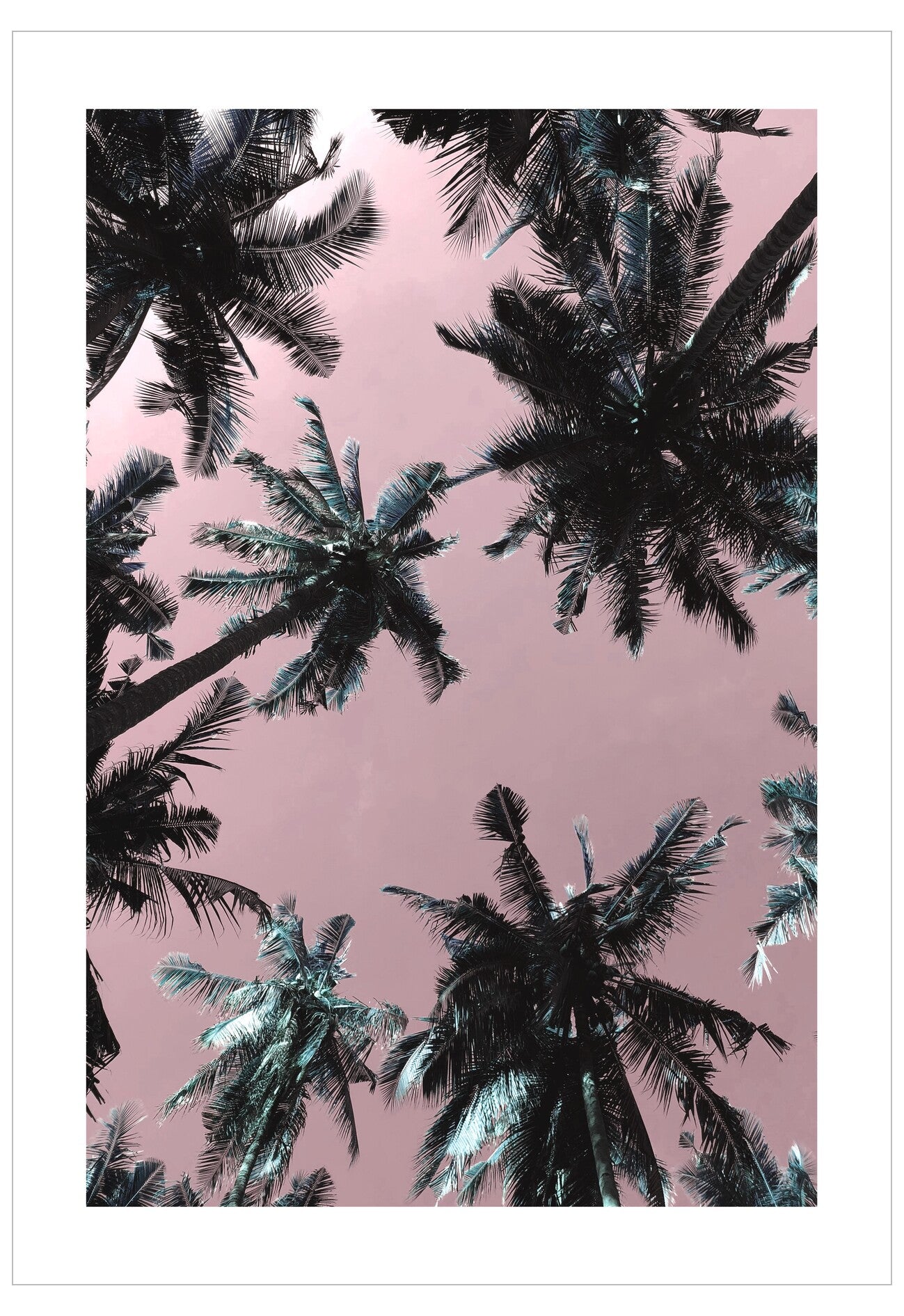 Pattern of palm trees on a pink background