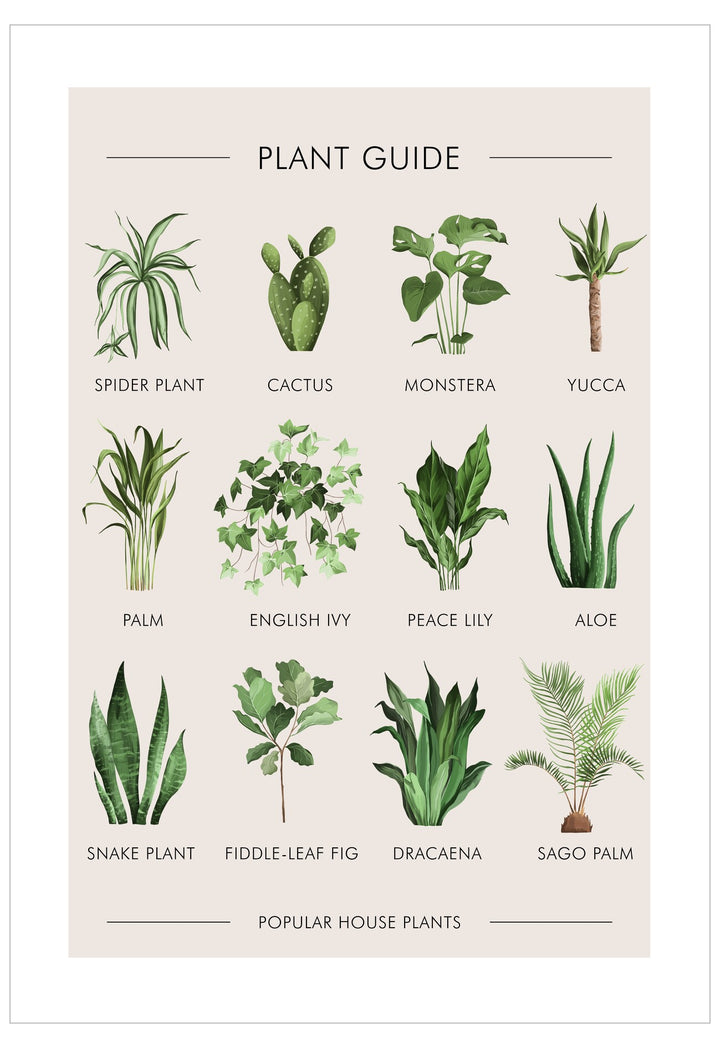 Chart of popular house plants with labels on a beige background