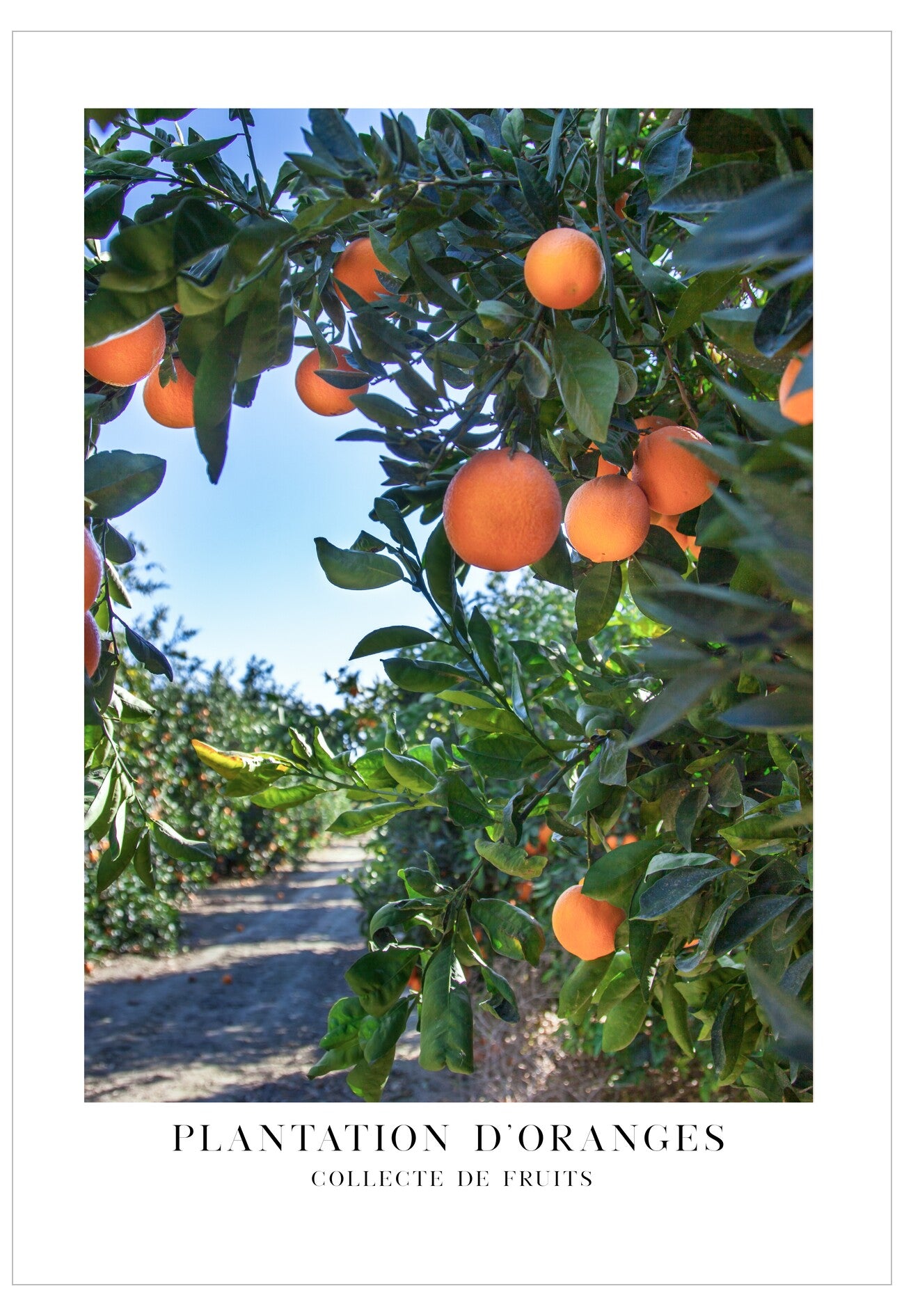 Oranges on a tree with a path in the background, labeled 'Plantation d'Oranges'.