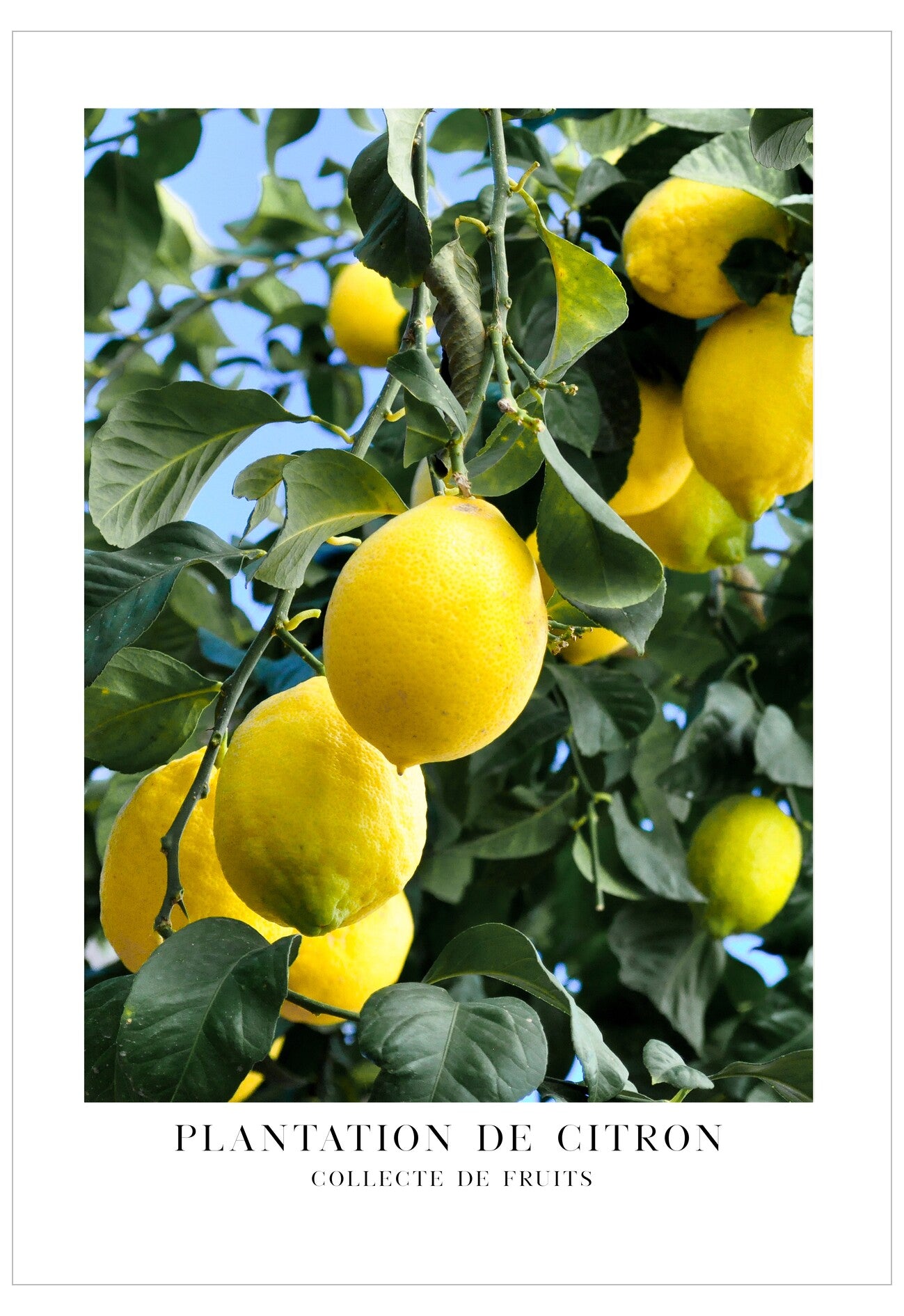 Lemons hanging from a tree with green leaves against a blue sky.