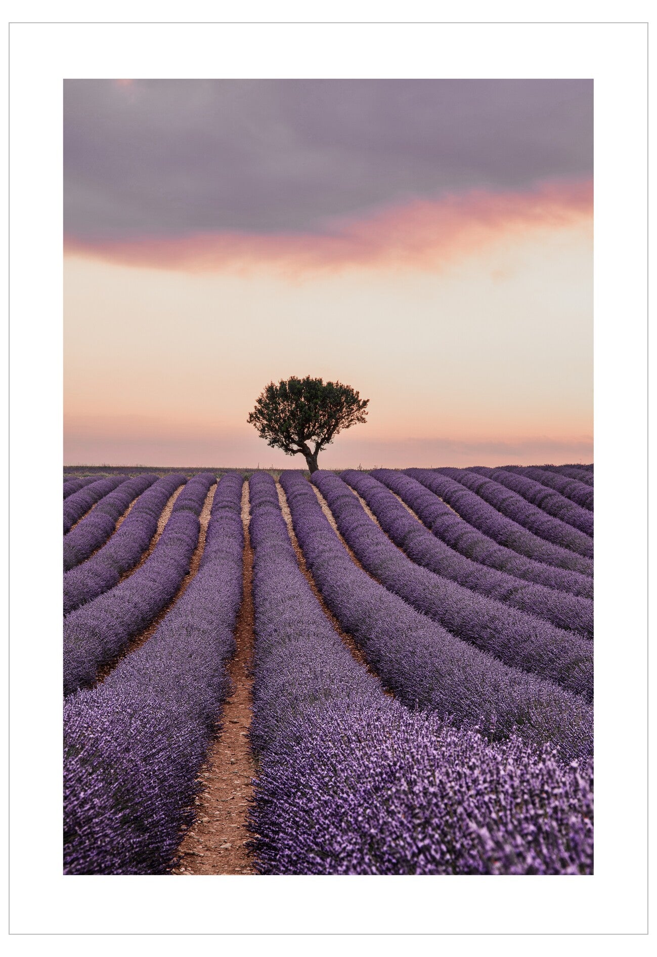 Lavender field with a single tree under a colorful sunset sky