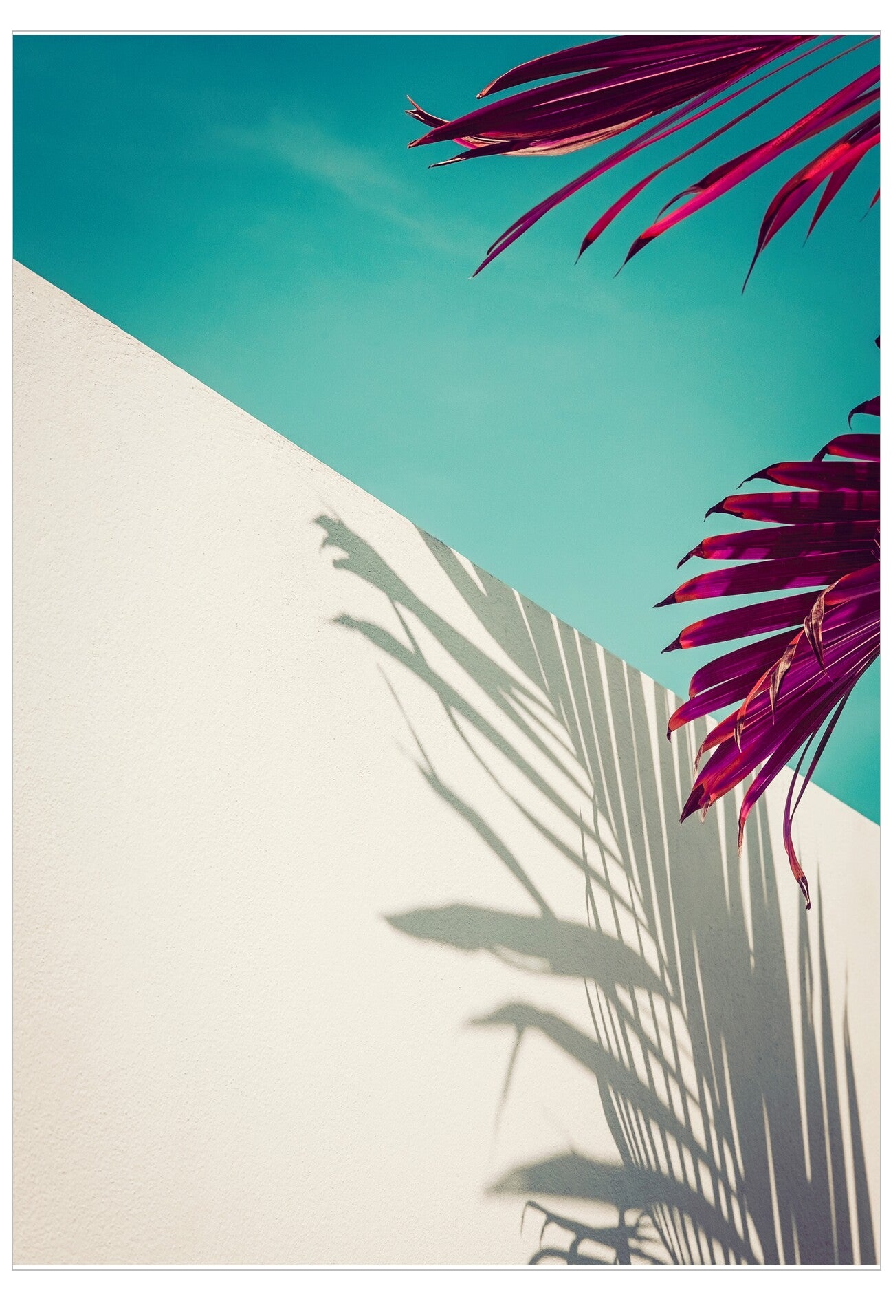 Tropical plant leaves casting shadows on a white wall with a blue sky background