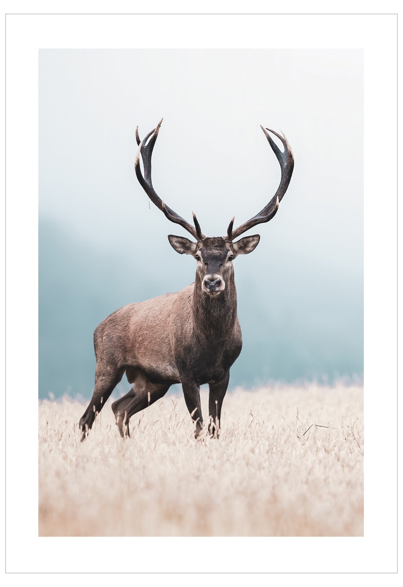 Stag with large antlers standing in a field with a light blue sky.