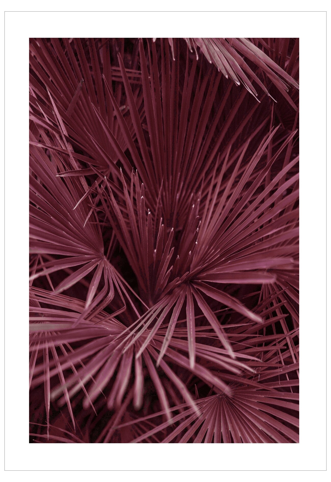 Close-up of purple palm leaves on a white background