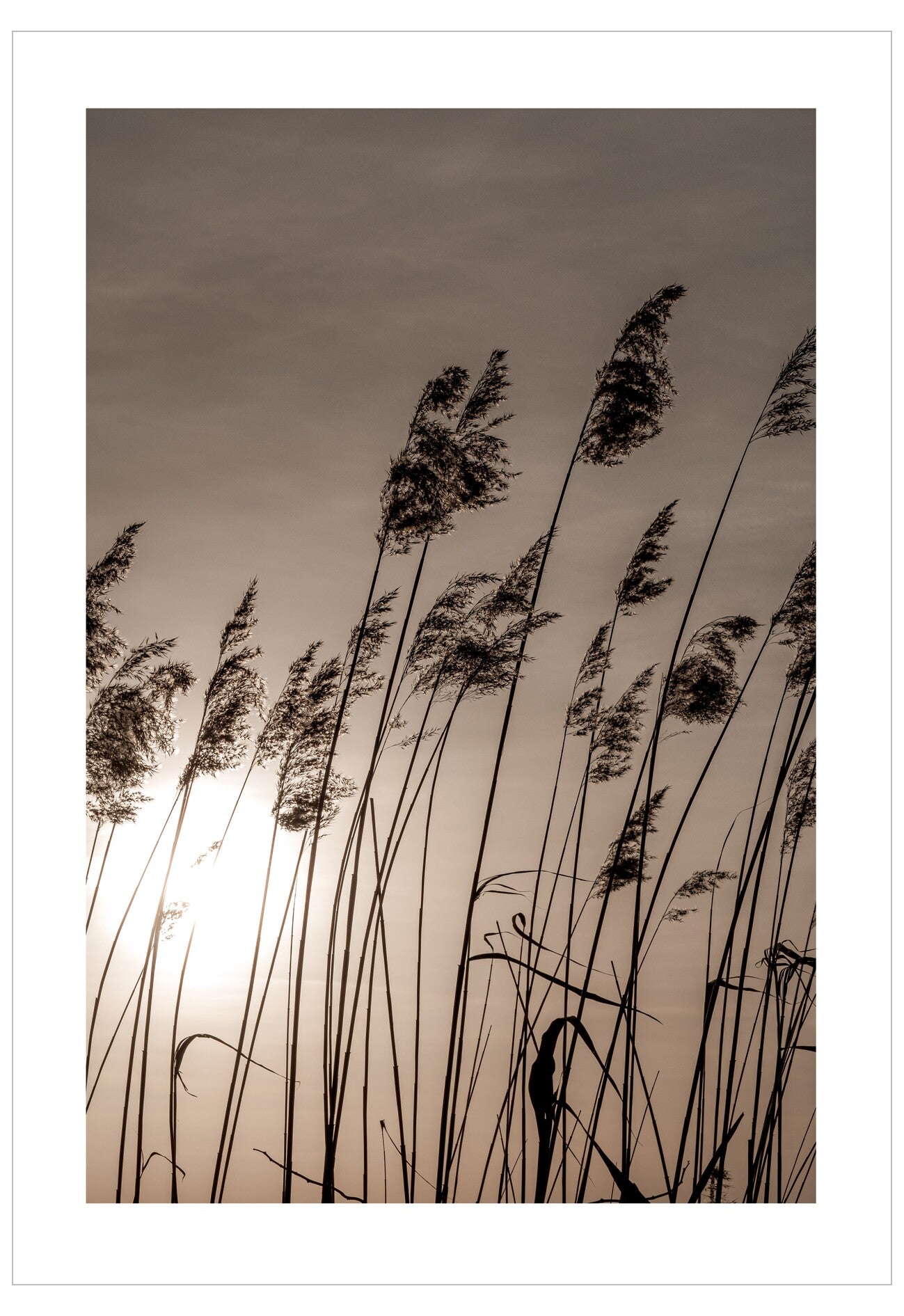 Silhouette of reeds against a sunset sky