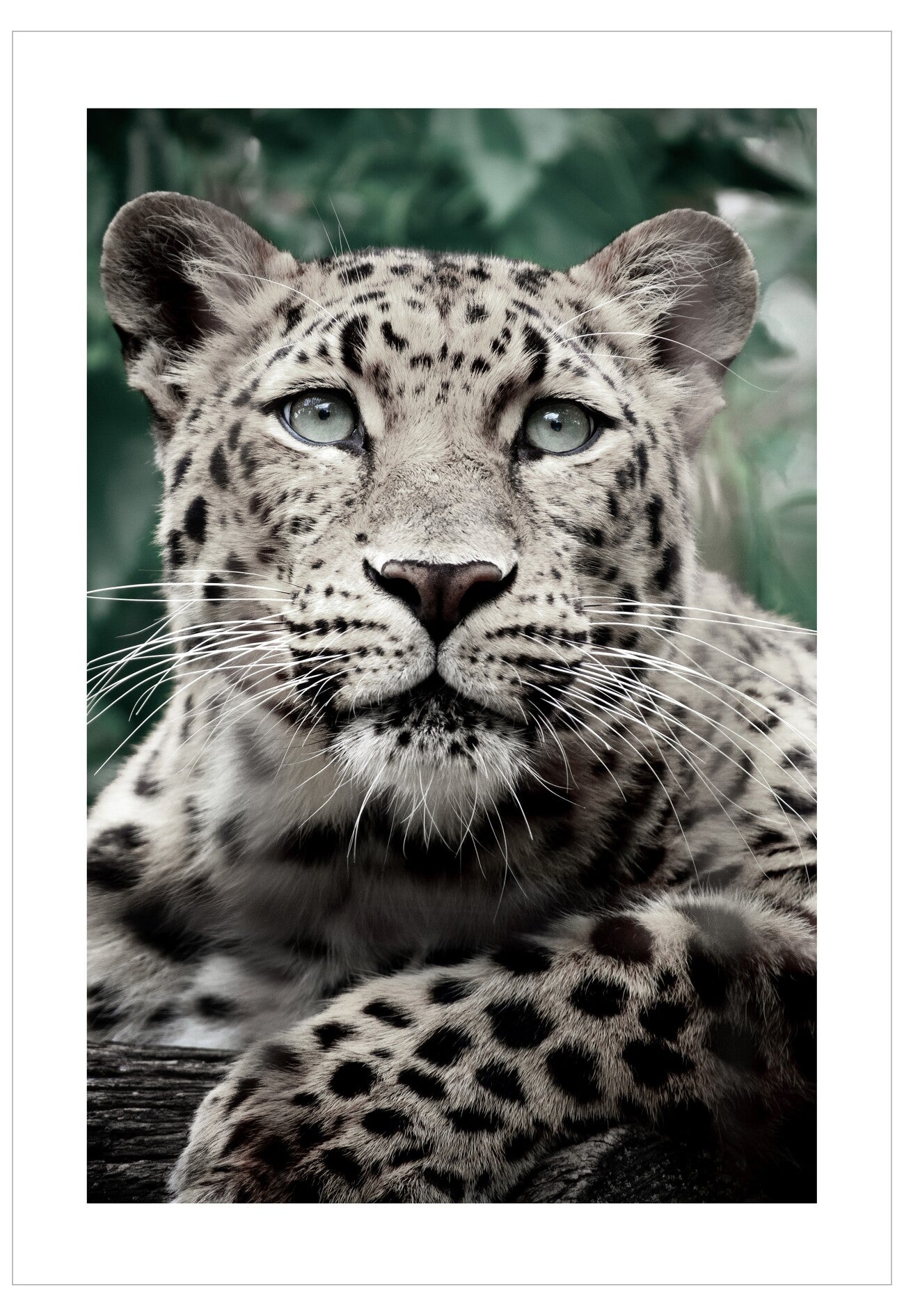 Close-up of a leopard with a blurred green background