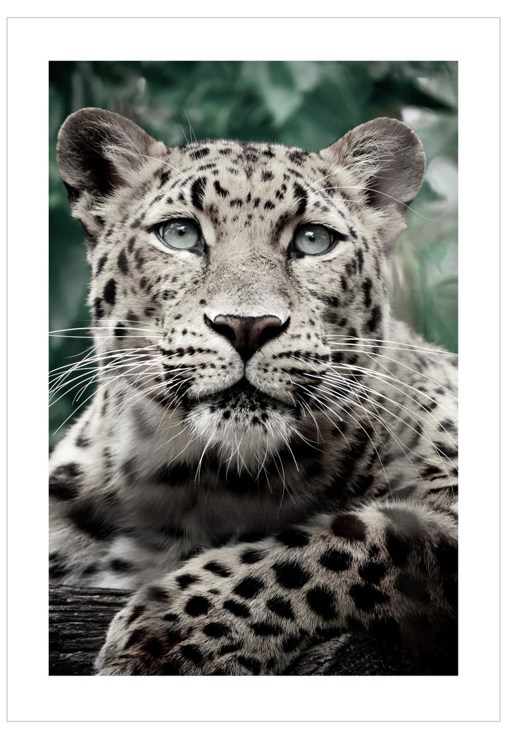 Close-up of a leopard with a blurred green background