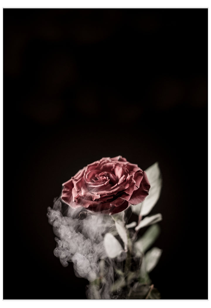 Single red rose with smoke effect on a black background